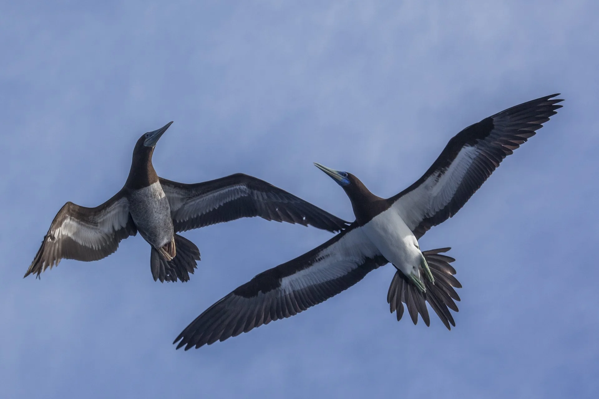 Two seabirds flying in the sky, one with wings spread wide and the other with wings angled slightly upward, against a cloudy blue sky.