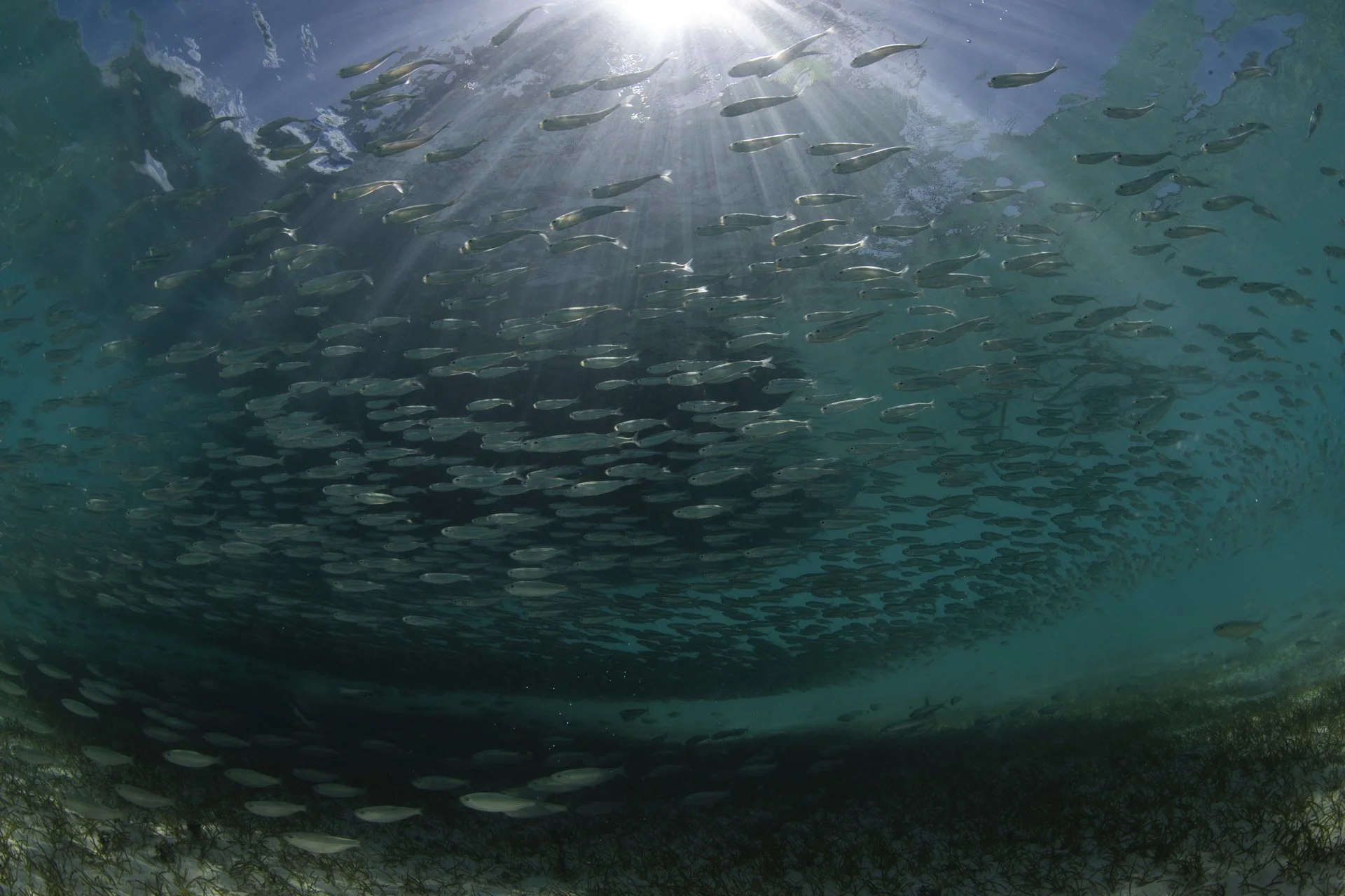 Underwater view of a school of small fish swimming towards the sunlight.