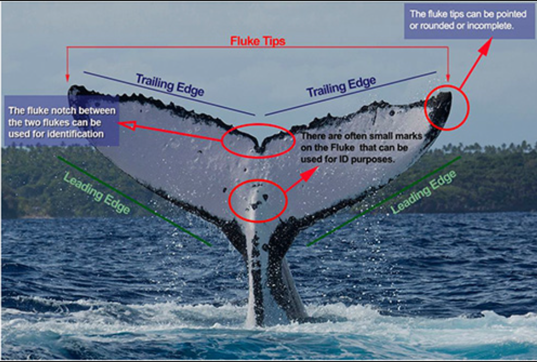 A whale's tail above water with labeled features including trailing edges, fluke tips, fluke notch, leading edges, and small marks used for identification.