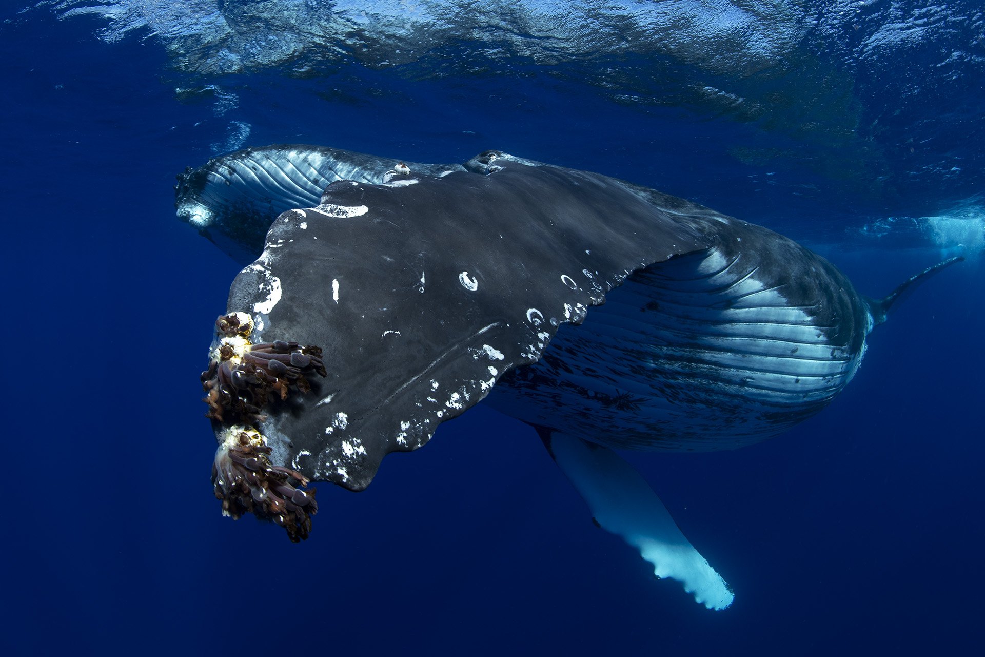 A huge whale in the ocean with barnacles on its head, swimming underwater.
