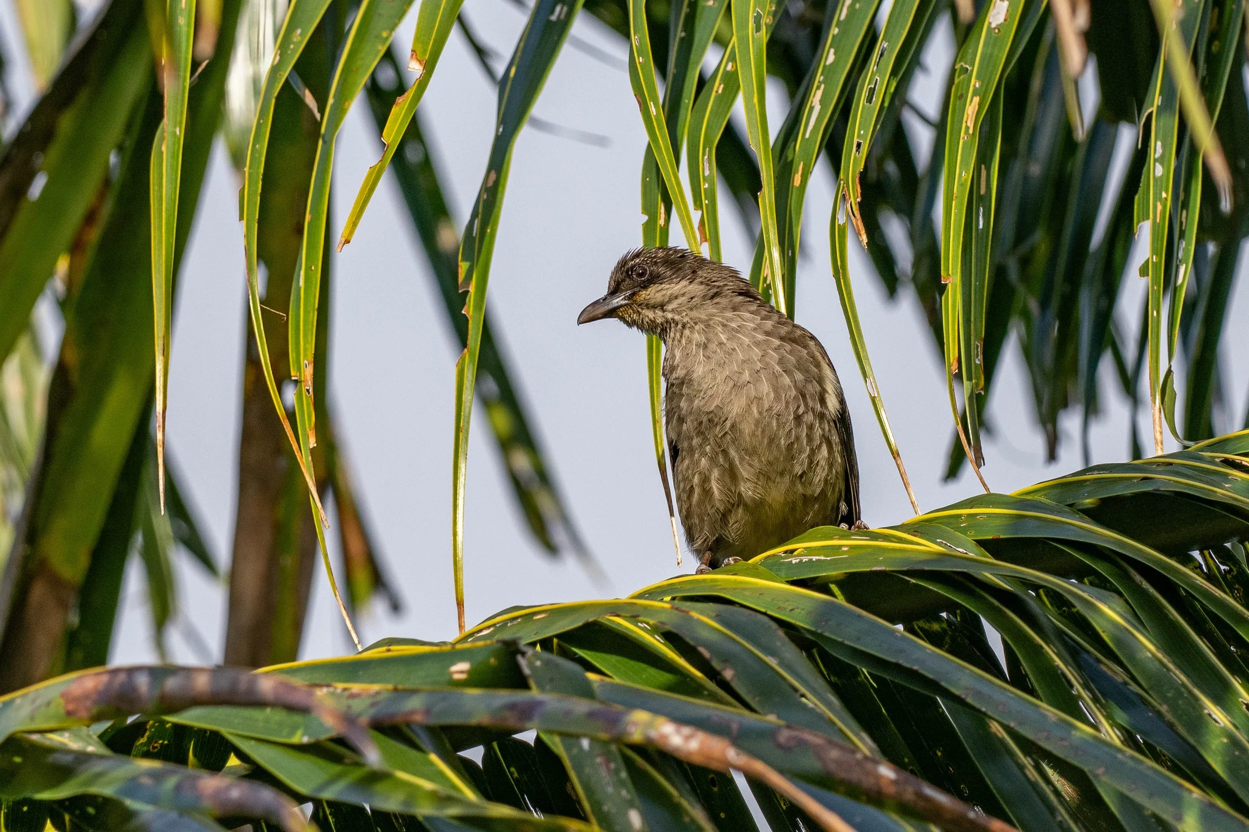 A bird perched among green fern-like plants with long, narrow leaves.