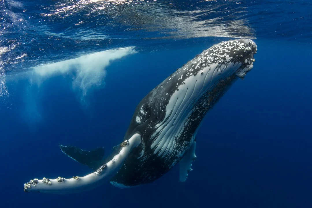 A humpback whale swimming in the ocean.