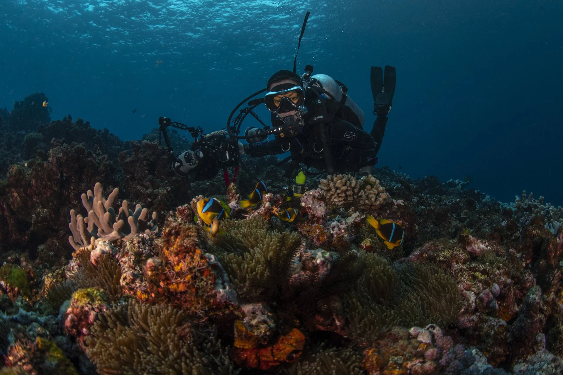 A scuba diver exploring a vibrant coral reef with colorful fish swimming around.