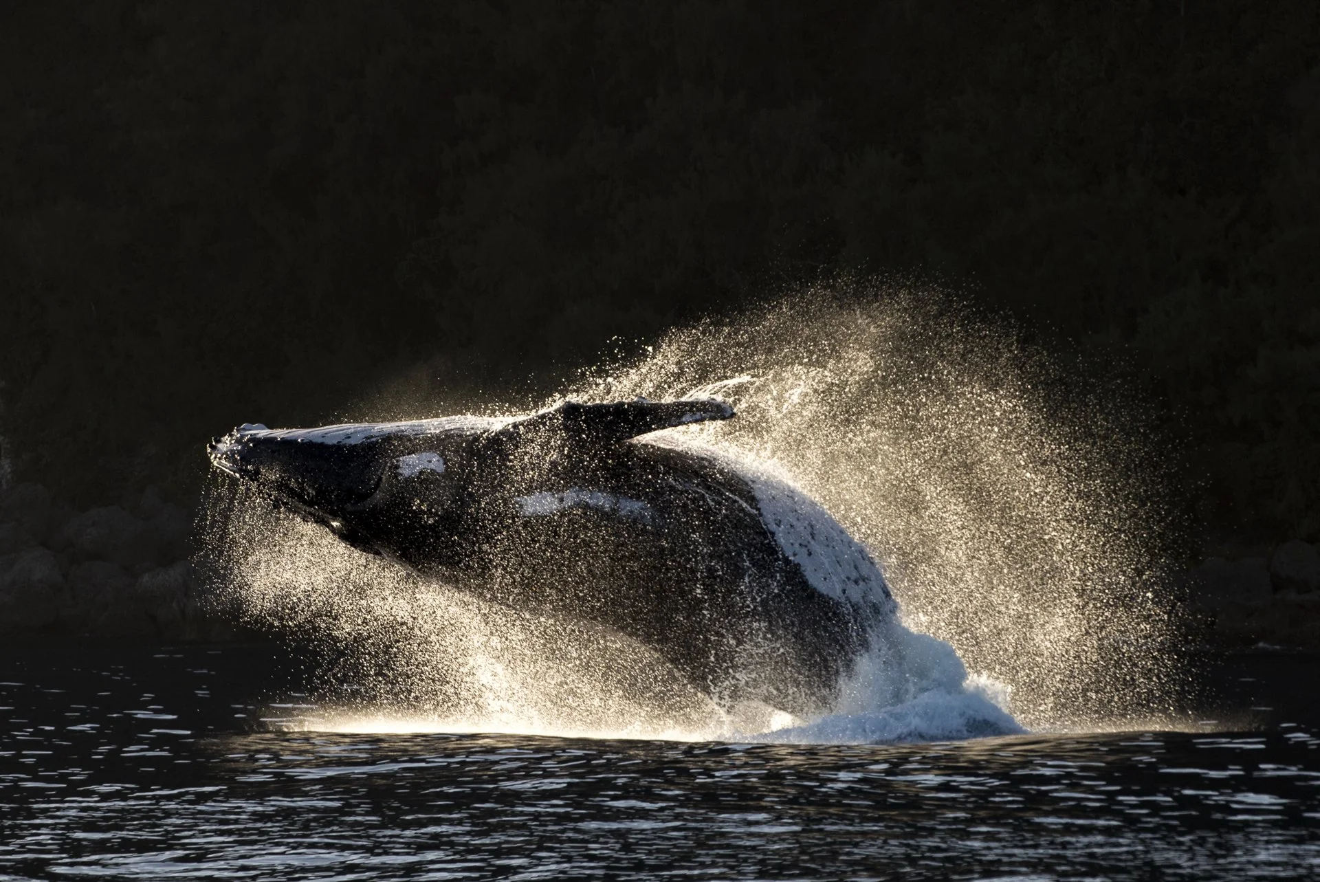 A whale breaches the water, creating a splash with water droplets illuminated by sunlight.
