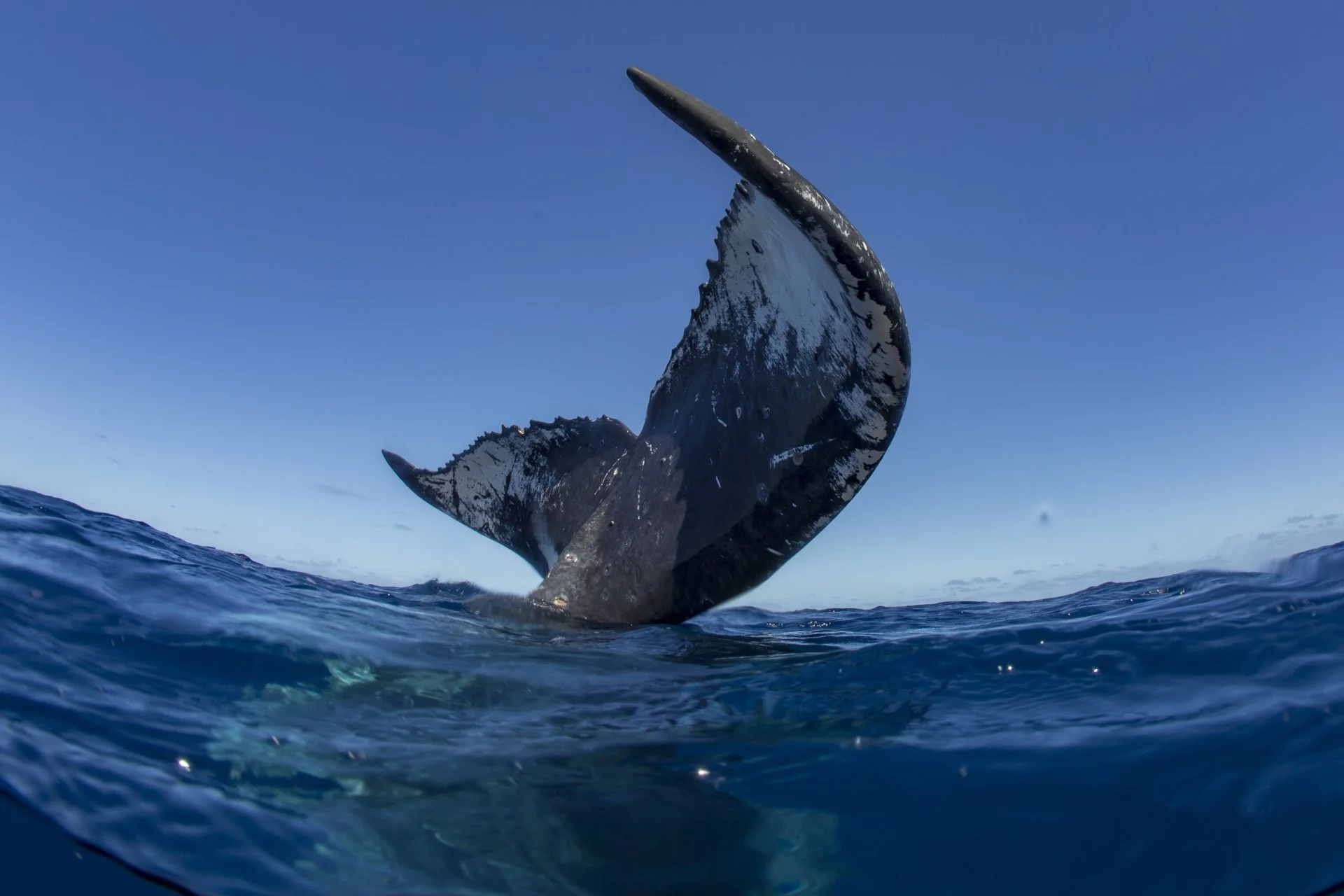 A humpback whale's tail is emerging from the ocean, with snow patches on it, under a clear blue sky.