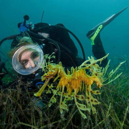 A scuba diver underwater holding a yellow leafy sea dragon among seagrass, wearing a mask and wetsuit.