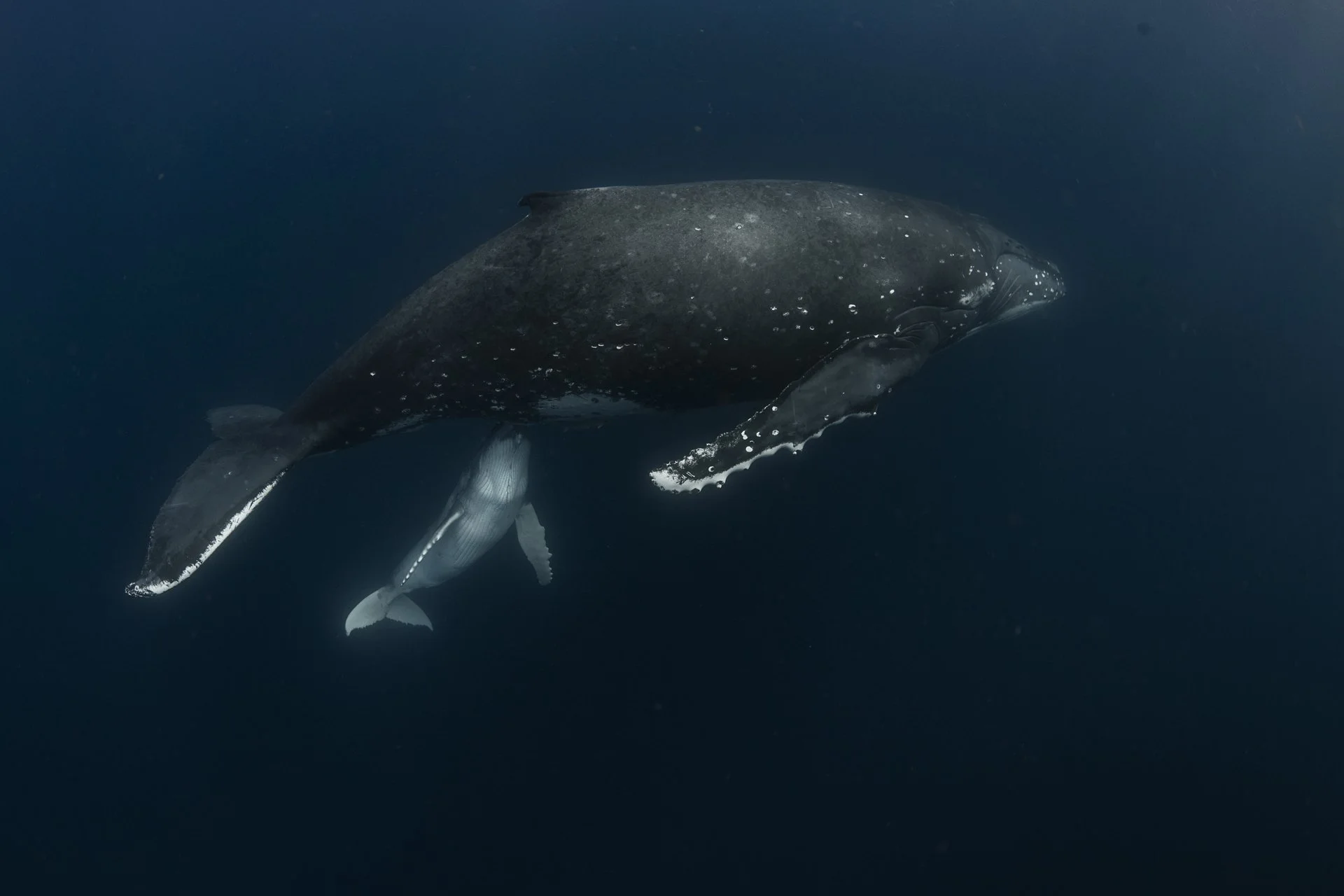 A whale swimming in the dark ocean, showing part of its body and tail.