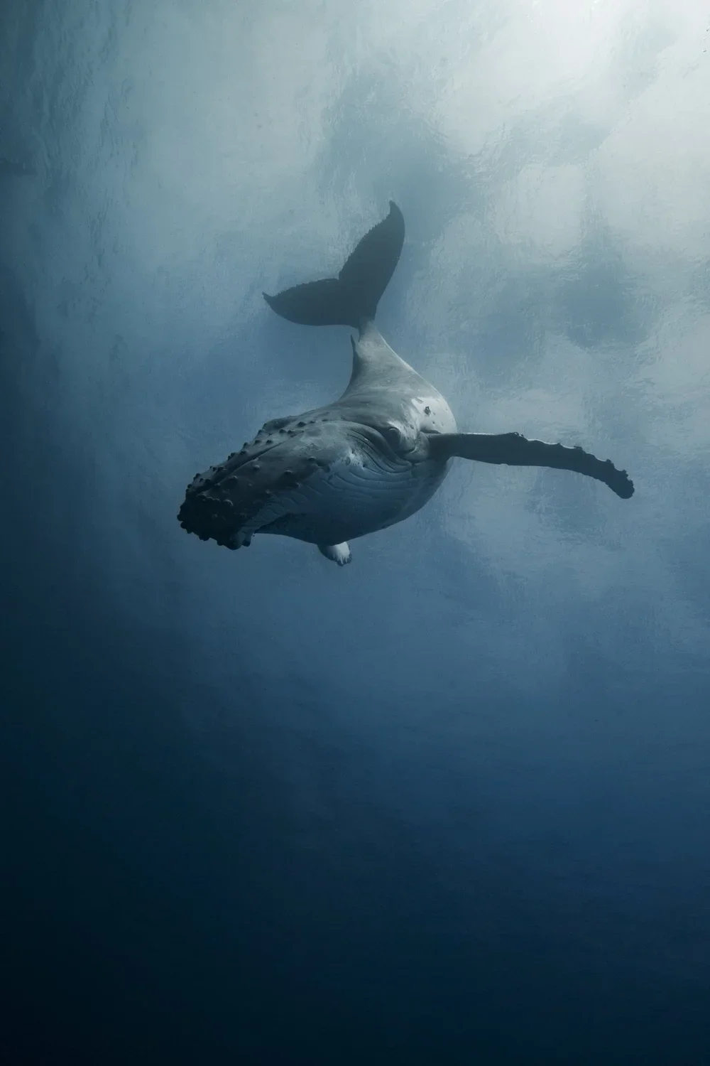 A whale swimming underwater in the ocean.