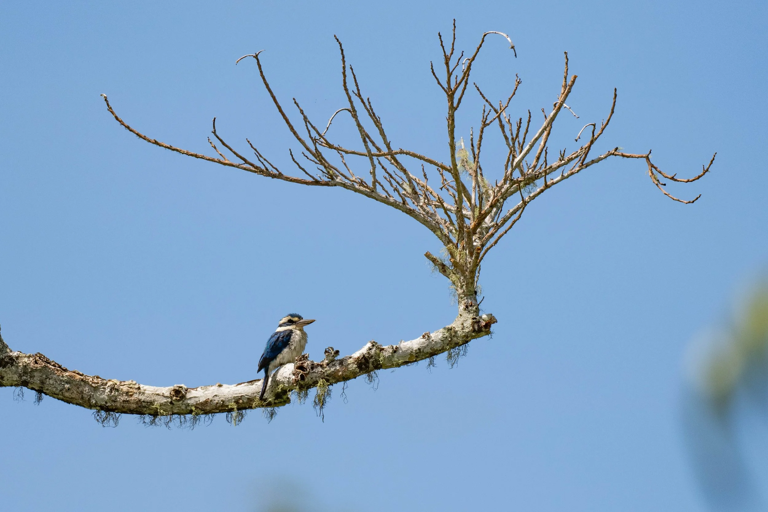 A small bird perched on a branch of a leafless tree against a clear blue sky.
