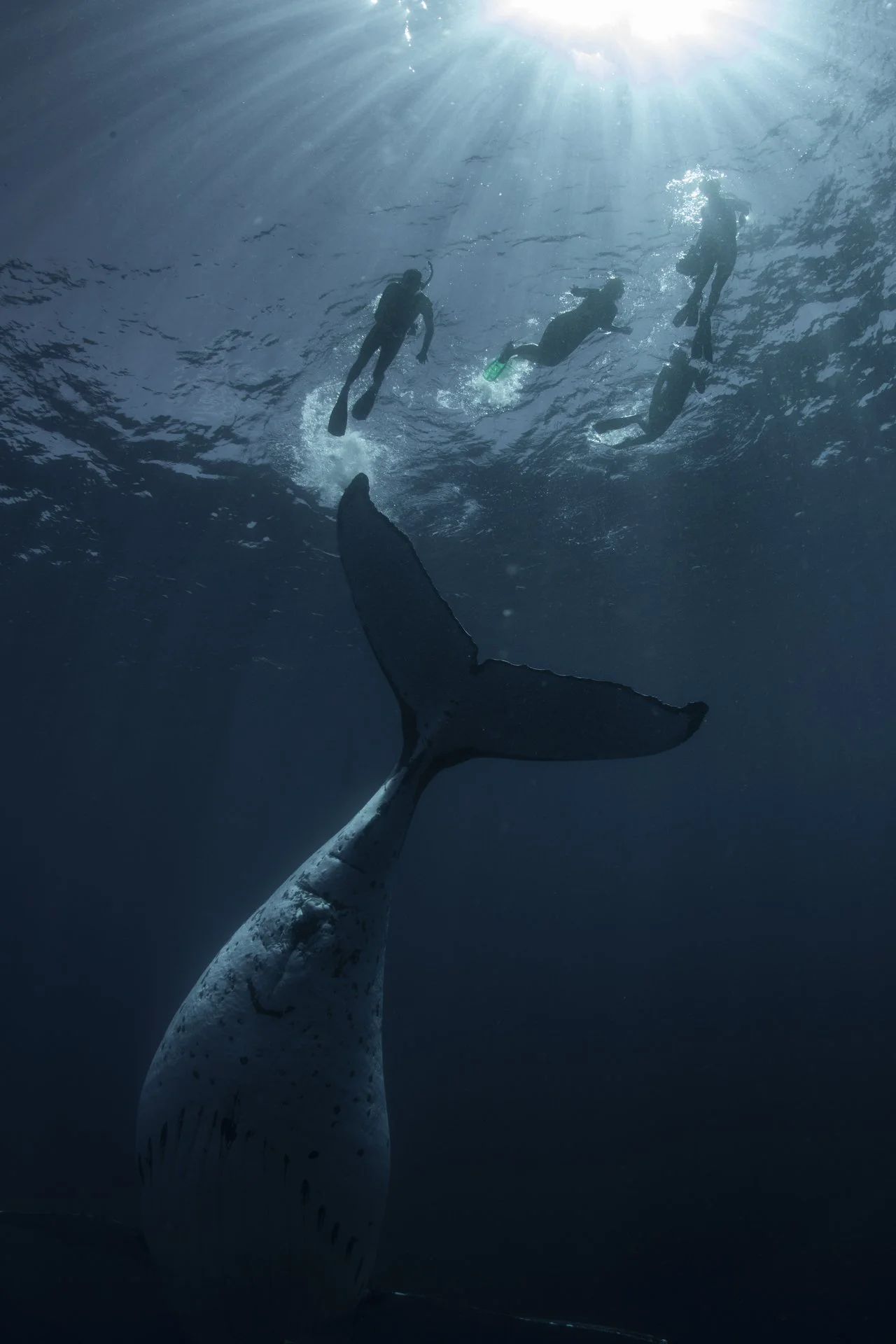 Underwater photograph taken from the tail of a whale shark, showing three scuba divers swimming above it in the ocean with sunlight filtering through the water.