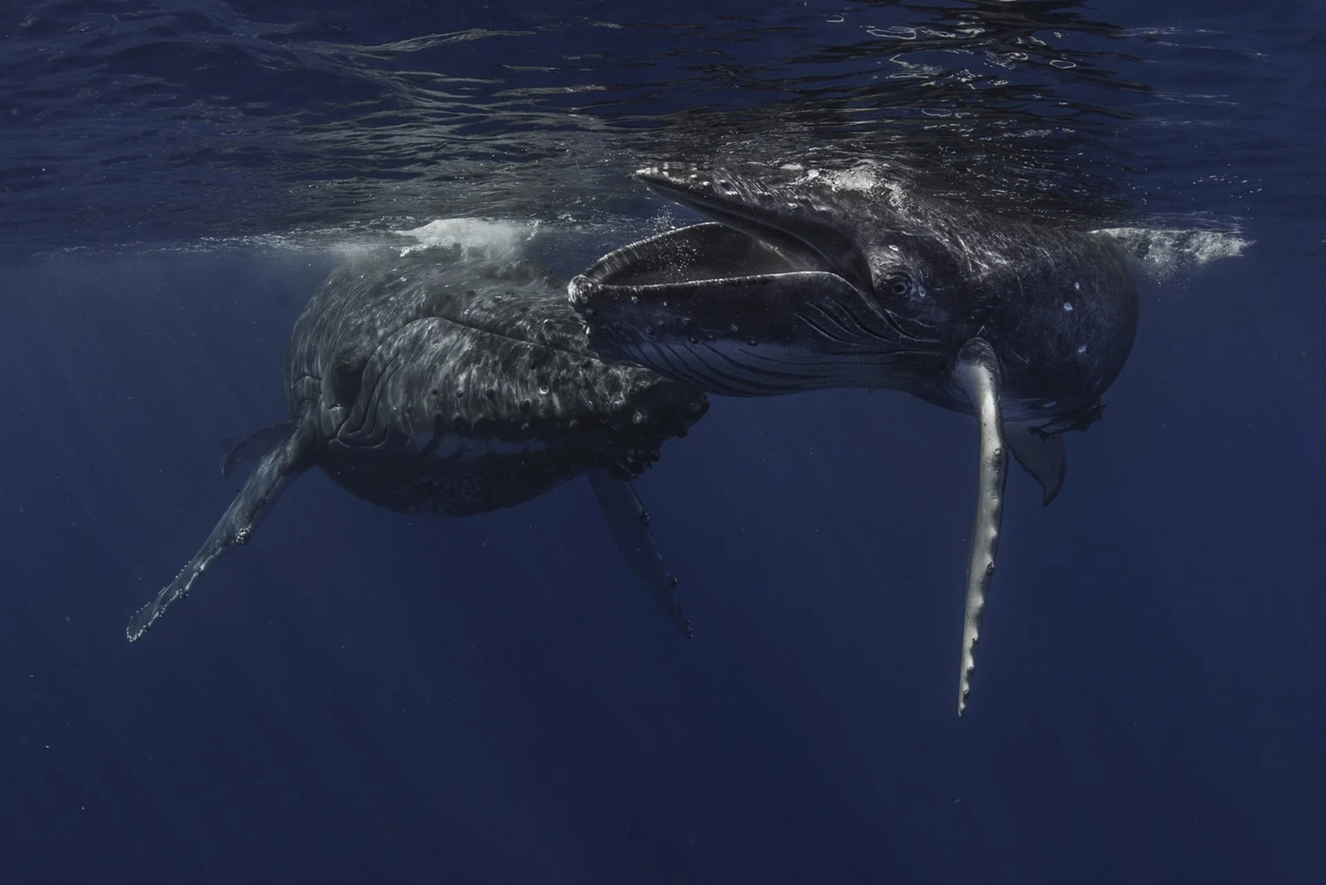 A whale swimming in the ocean with its head and tail visible above the water surface.