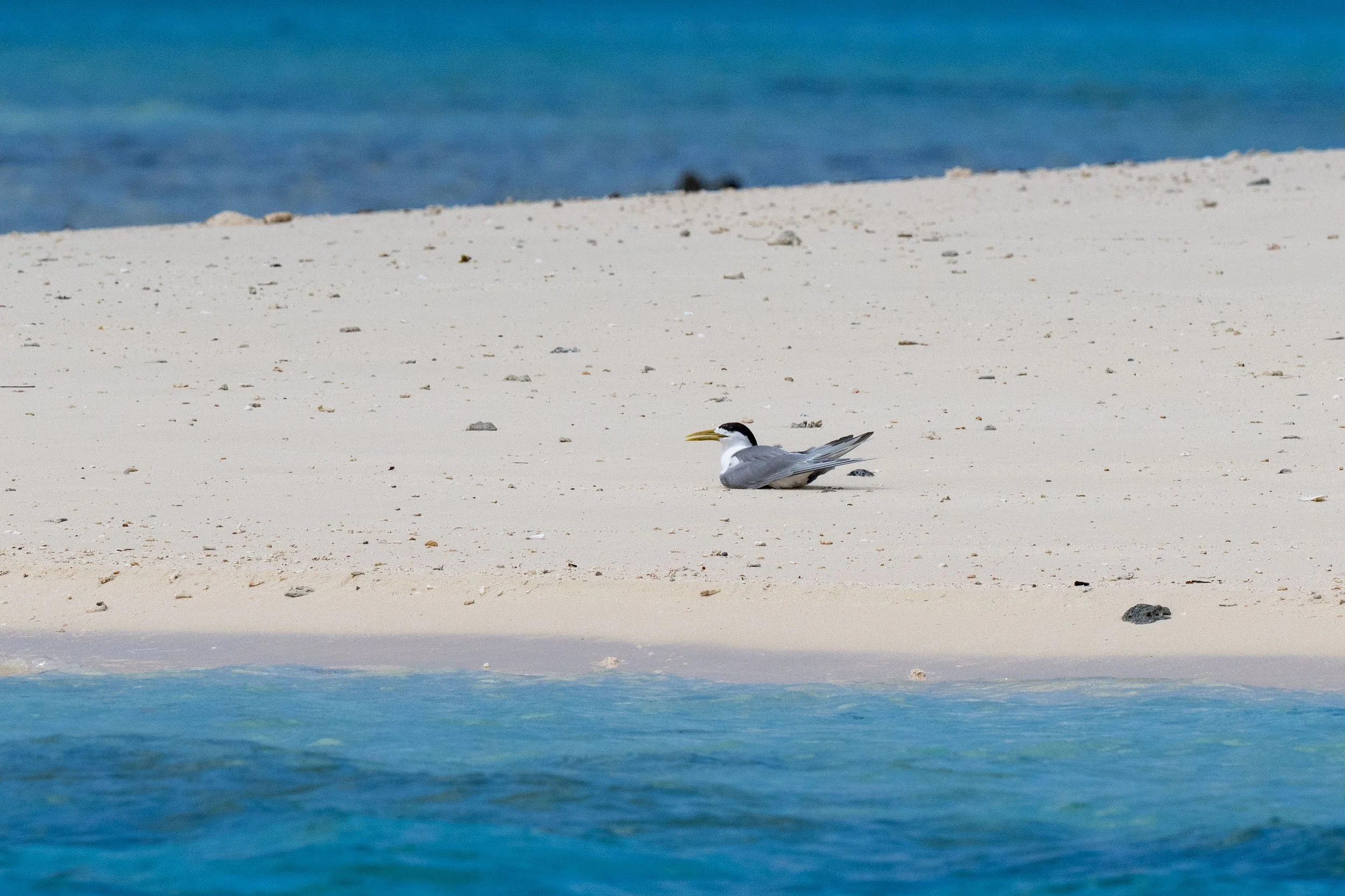 A seagull sitting on a sandy beach near the water's edge with the ocean in the background.