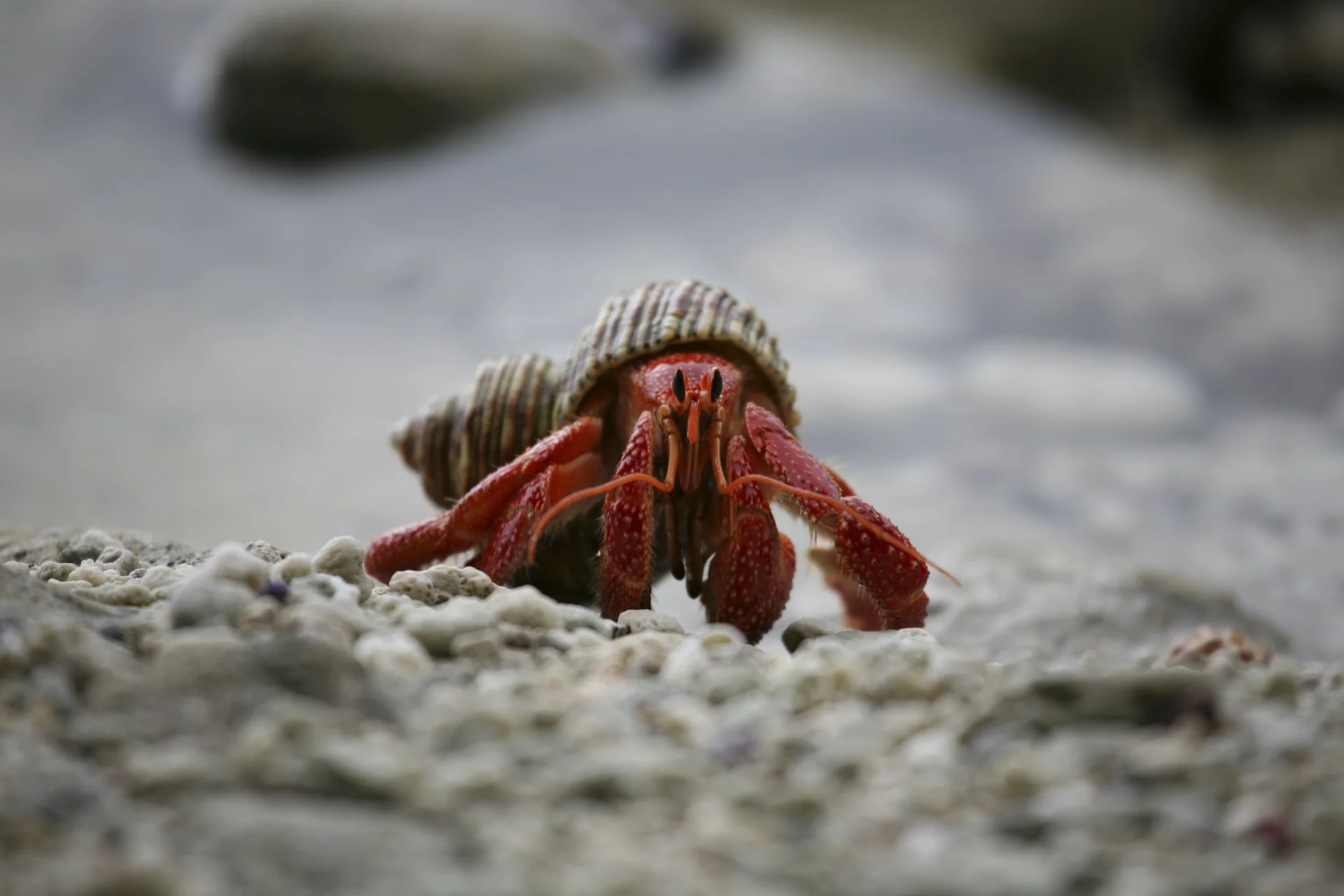 A close-up of a red lobster with a seashell on its back, walking on a pebbled beach near the water, with blurred water and shoreline in the background.