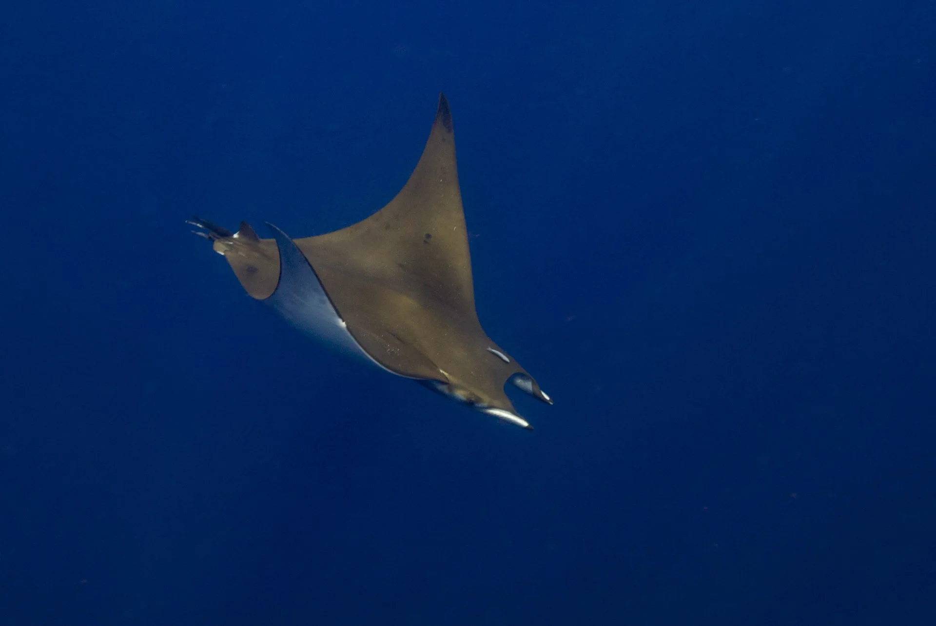 A manta ray swimming in the deep blue ocean.