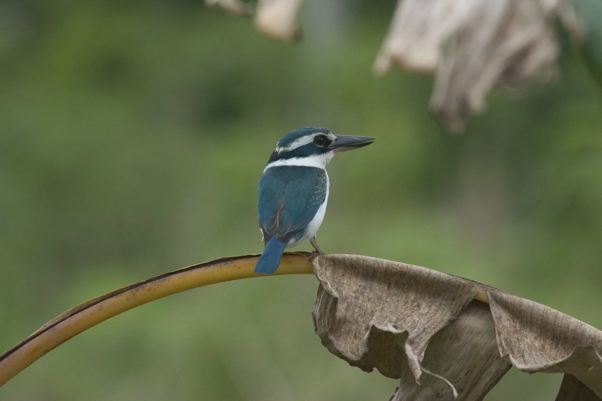A blue and white bird with a long beak perched on a dried leaf stem against a blurred green background.