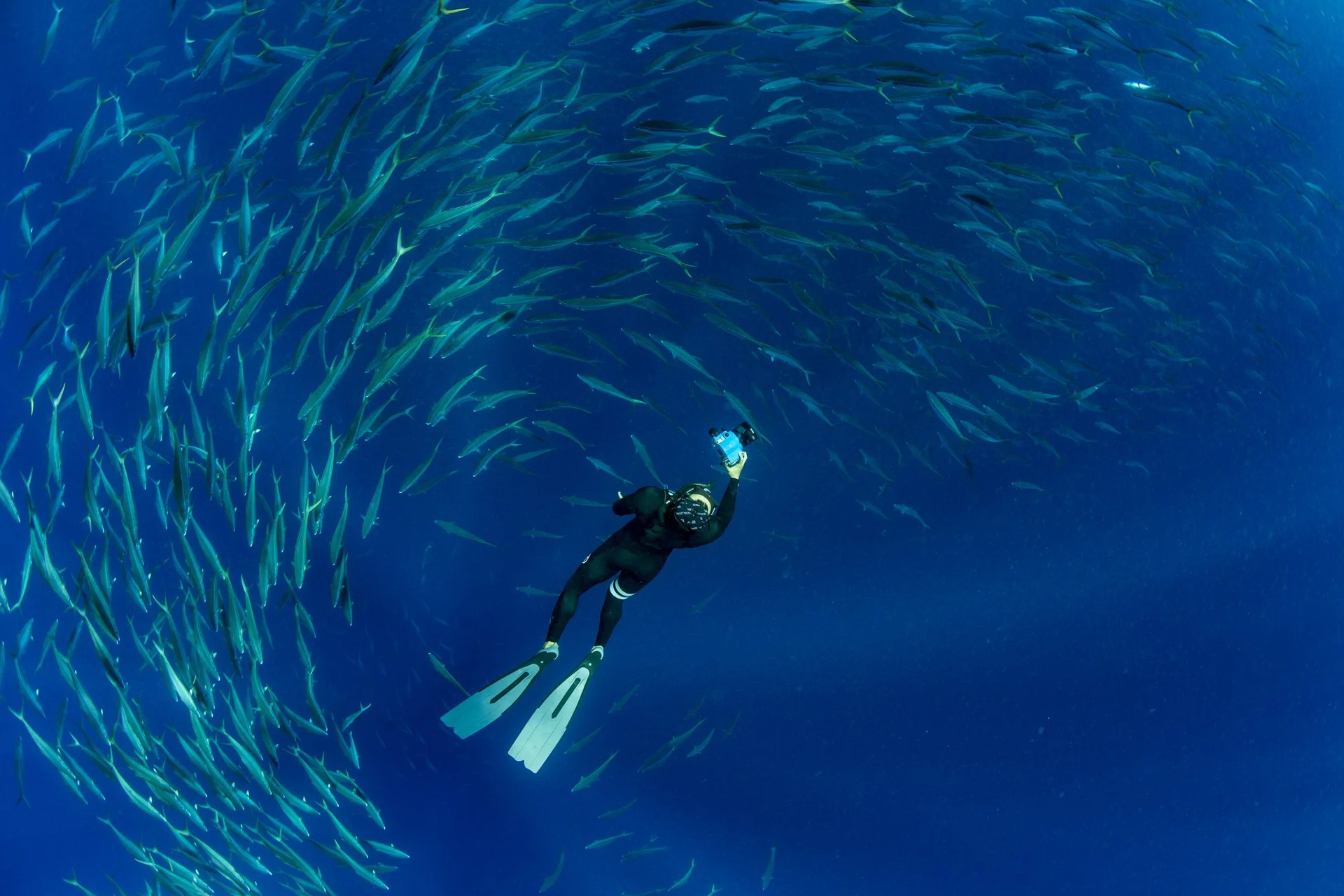 A scuba diver swimming in the ocean among a large school of fish.