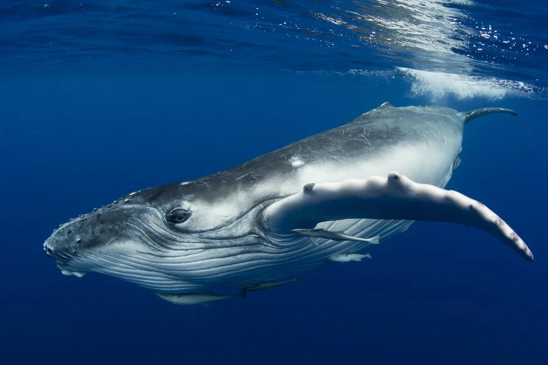 A whale swimming in the ocean.