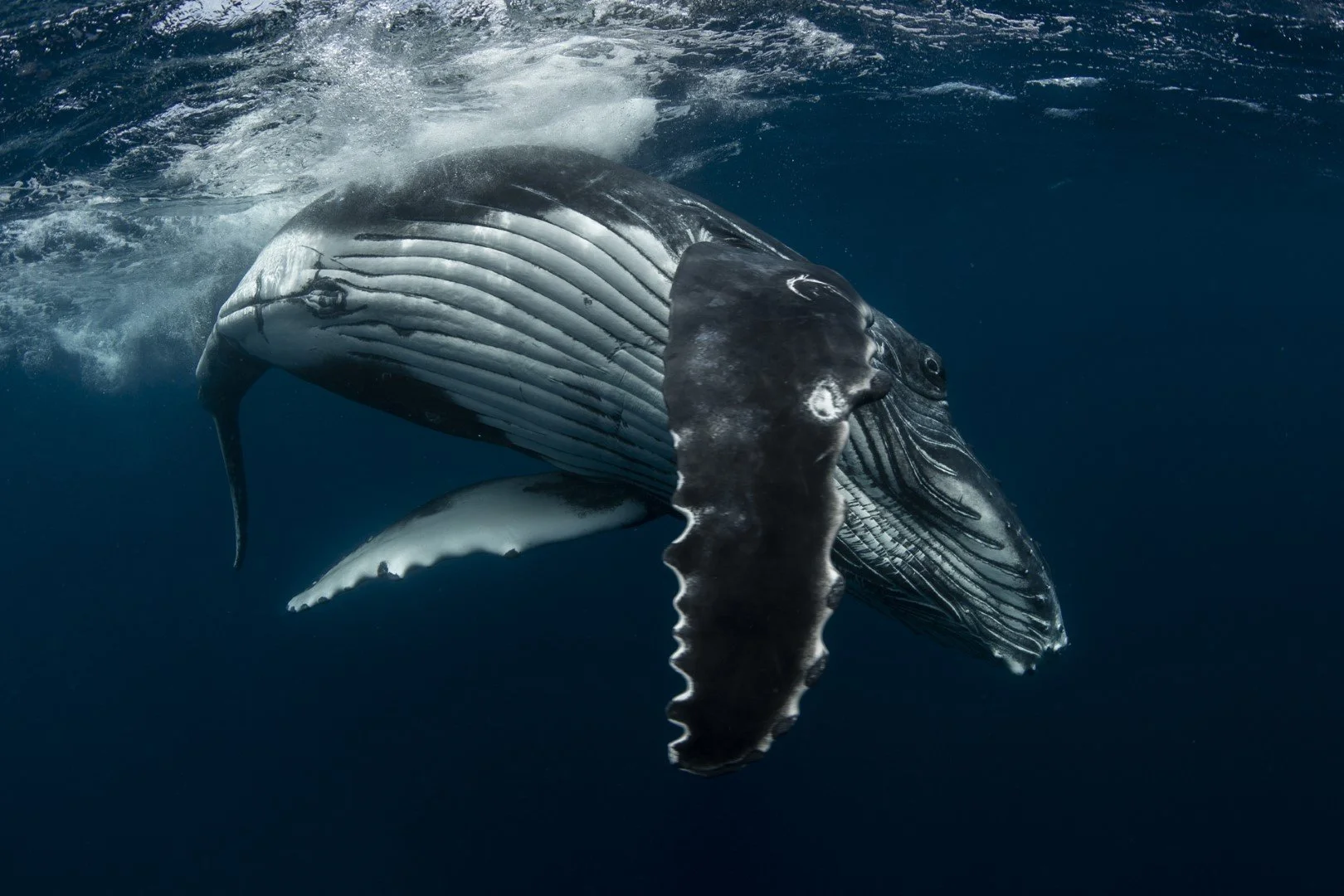 A whale swimming underwater.