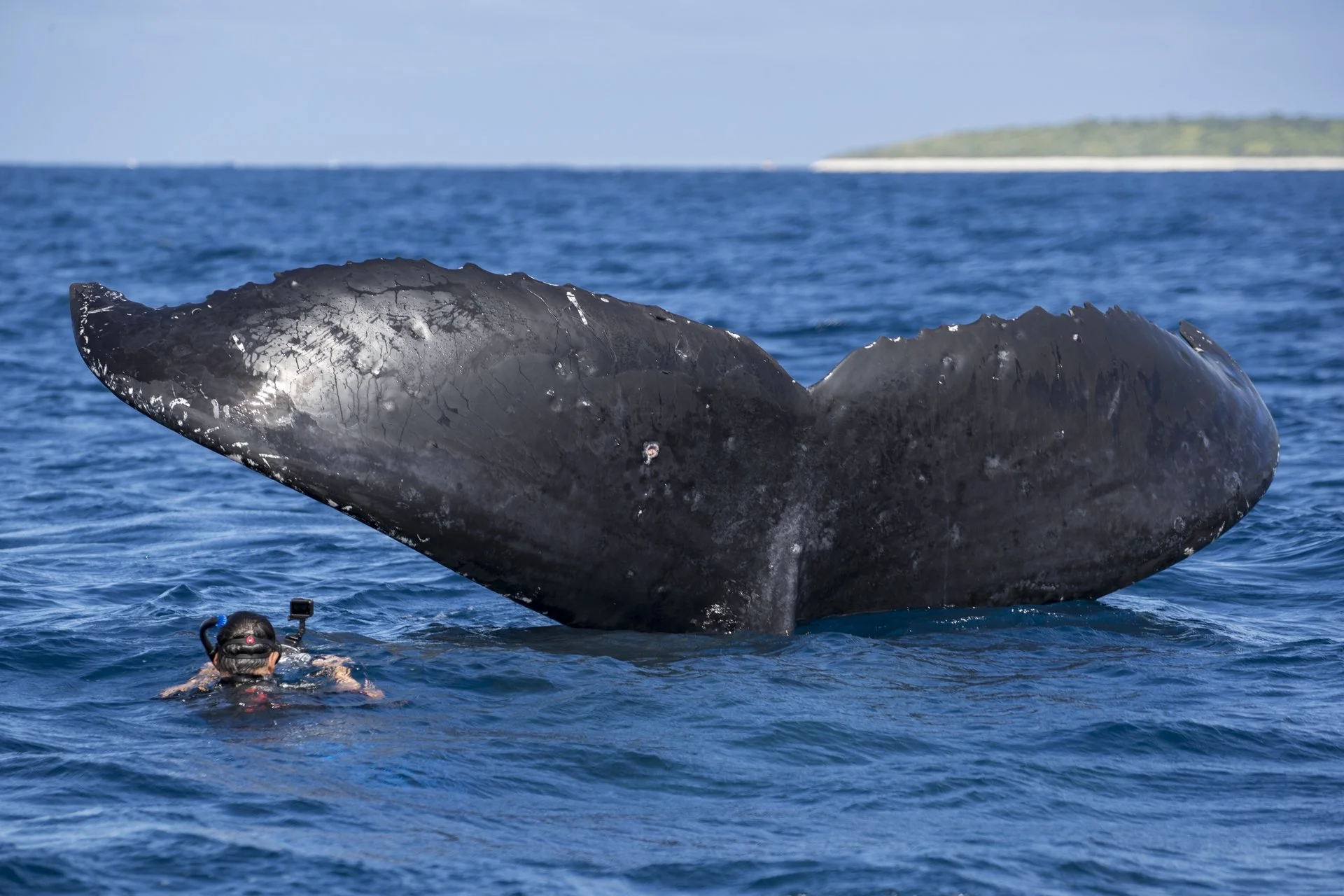 A whale surface-dives in the ocean with a diver nearby. The whale's head is visible above the water, showing its dark, textured skin, with a distant landmass or island in the background.
