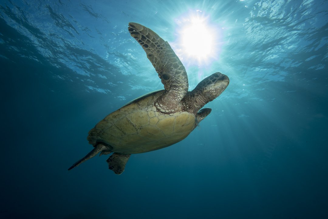 Sea turtle swimming underwater with sunlight overhead.