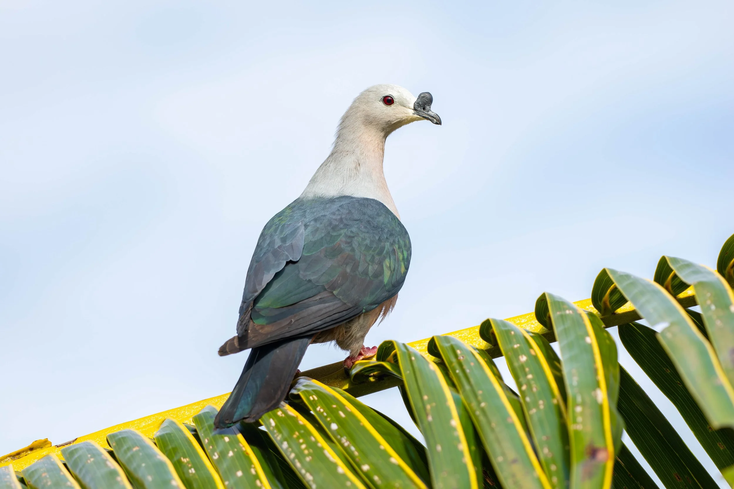 A bird perched on a yellow railing with green striped leaves in the foreground against a light blue sky background.