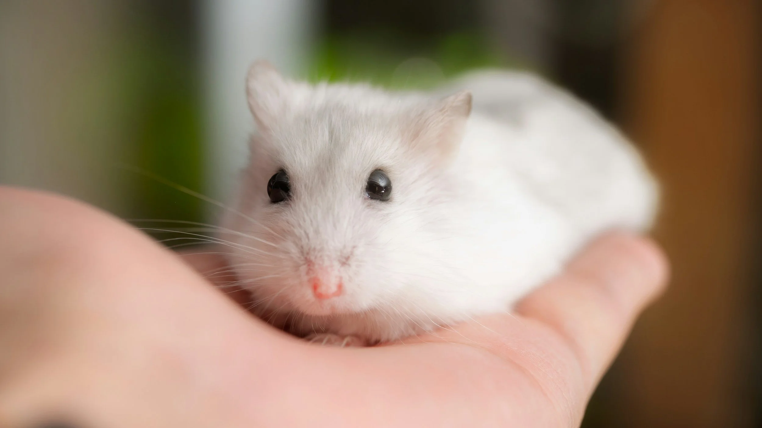 Ein kleines weißes Hamster wird in den Händen gehalten.
