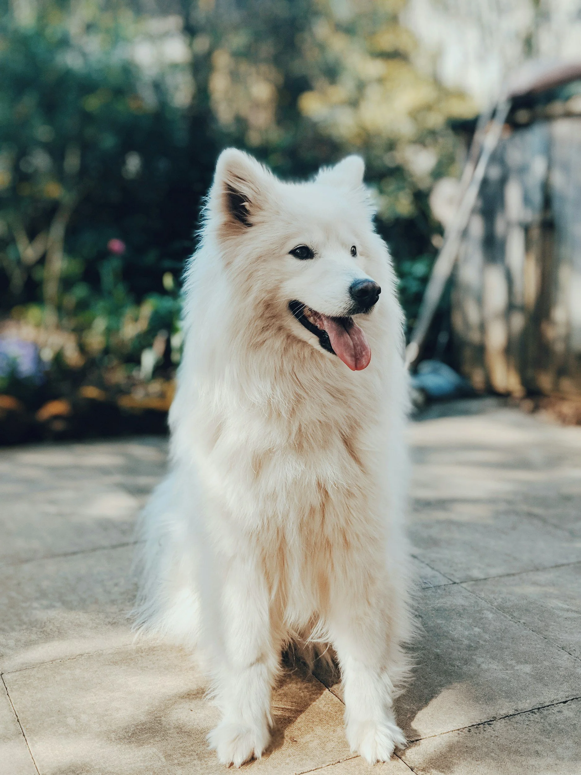 Ein weißer Hund mit dicker Fell und Zunge herabhängend, sitzt auf einer Terrasse im Freien, im Hintergrund Bäume