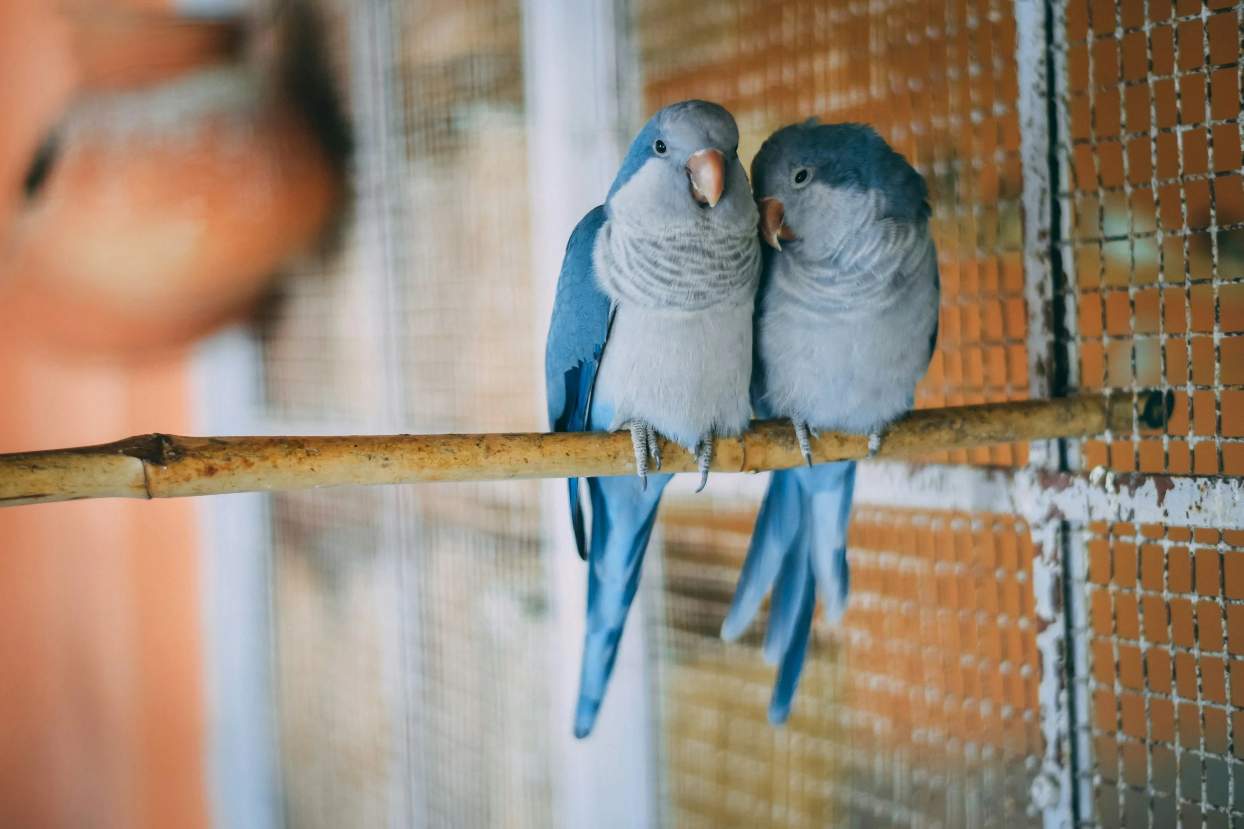 Zwei graue und blaue Papageien sitzen auf einem Holzstamm in einem Käfig.