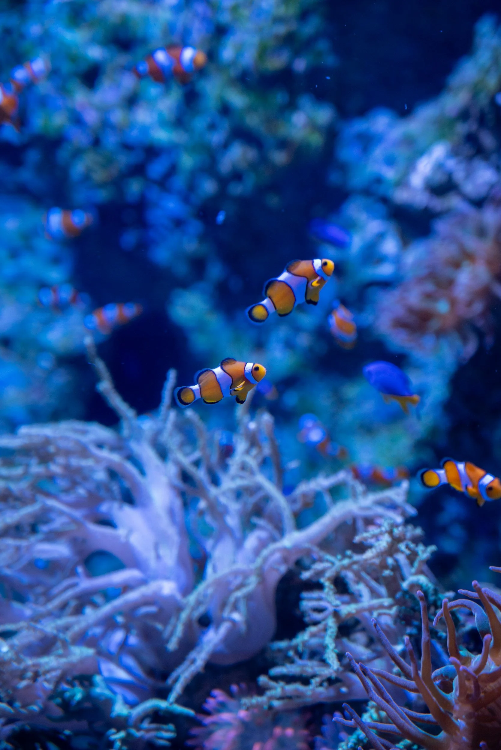 Bunte Clownfische schwimmen zwischen Korallen im Meer.
