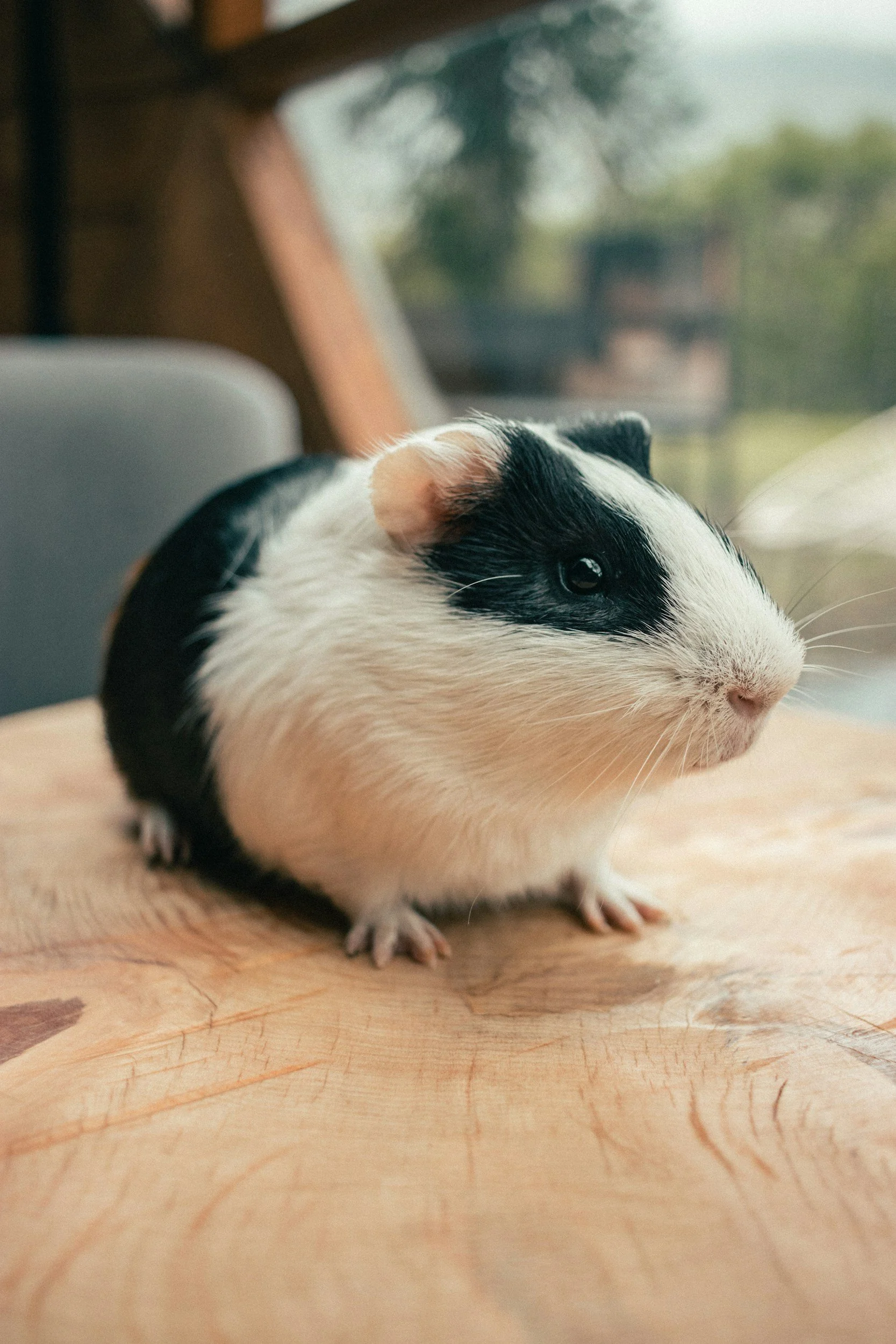 Nahaufnahme eines schwarz-weiß gefleckten Meerschweinchens auf einer Holzfläche, Blick von der Seite, im Hintergrund unscharf.
