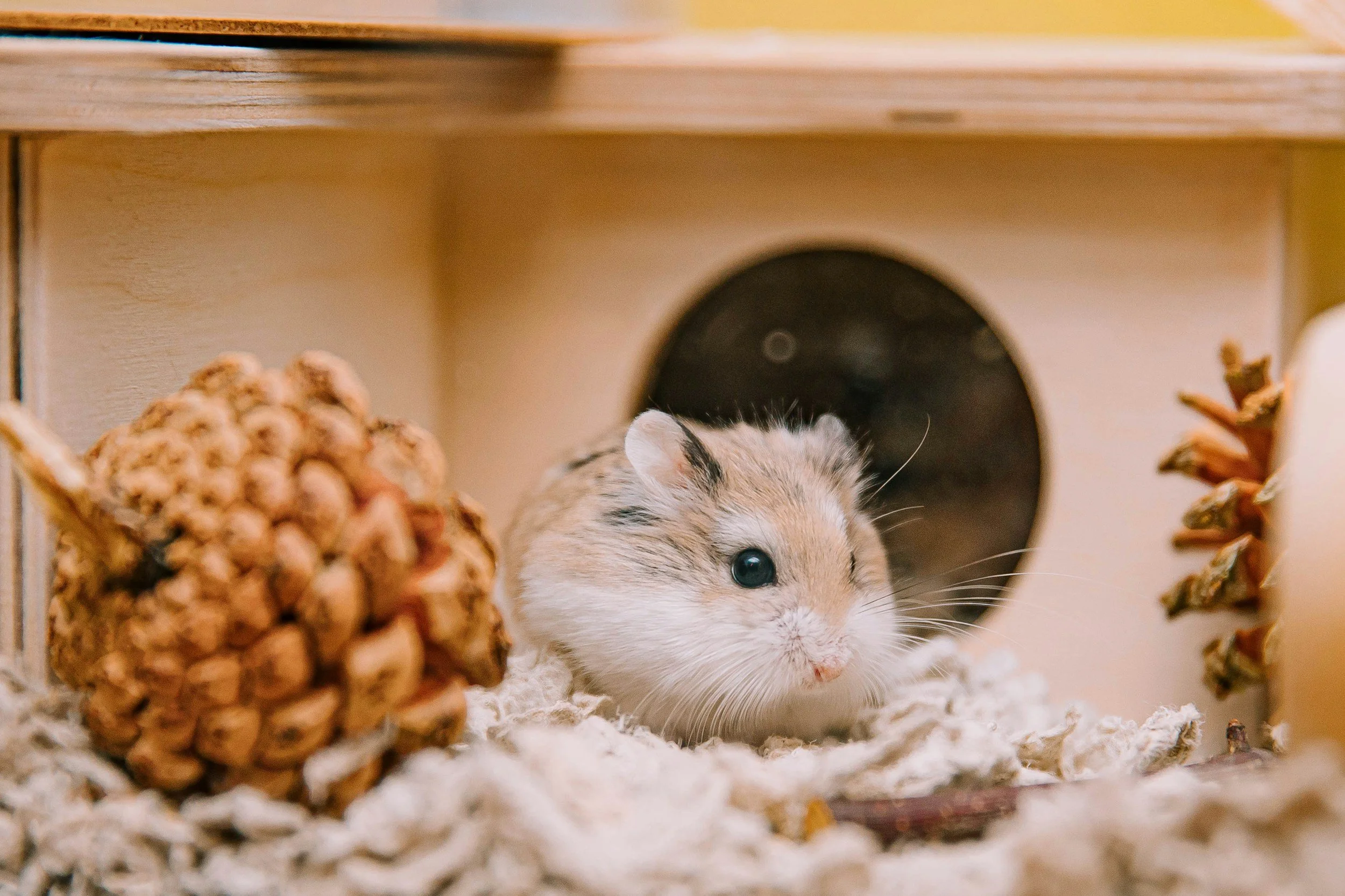 Kleines Meerschweinchen vor einer Holztür mit Versteck, daneben eine aufrechte Tannenzapfen und ein Knoten aus Haselnussreis