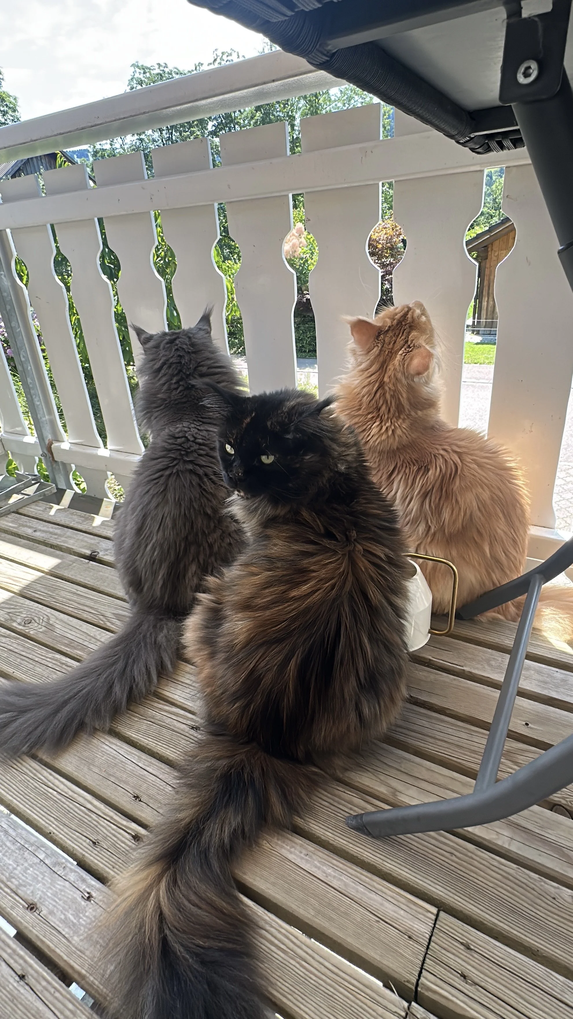 Drei langhaarige Katzen, eine graue, eine schwarze mit braunen Akzenten und eine orange, sitzen oder stehen auf einem Holzboden im Freien. Die Katzen schauen in verschiedene Richtungen auf einen weißen Zaun, hinter dem Bäume und ein Garten sichtbar sind.