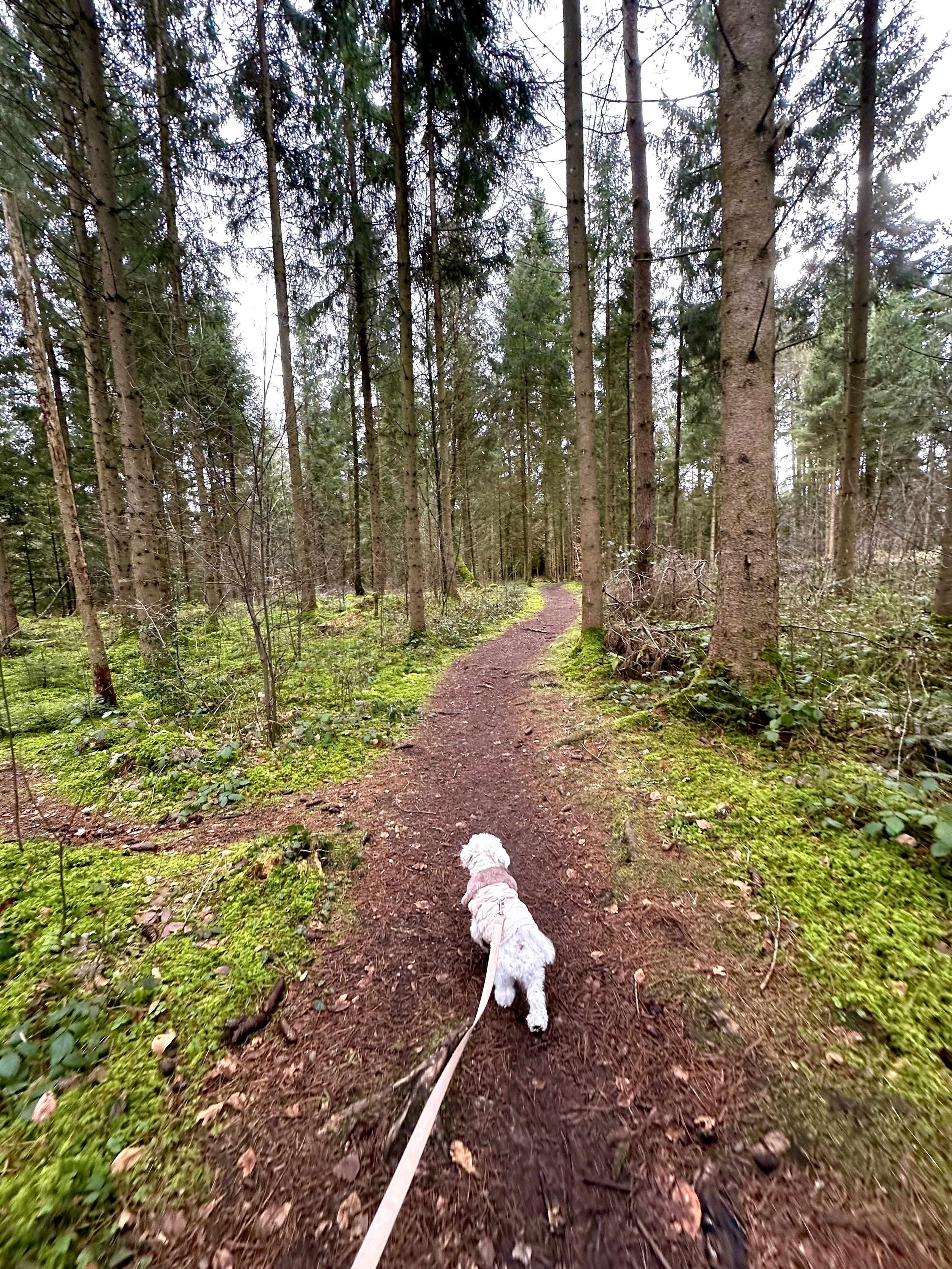 Ein Hund läuft auf einem Pfad durch einen dichten Wald, umgeben von Bäumen und Grünflächen.
