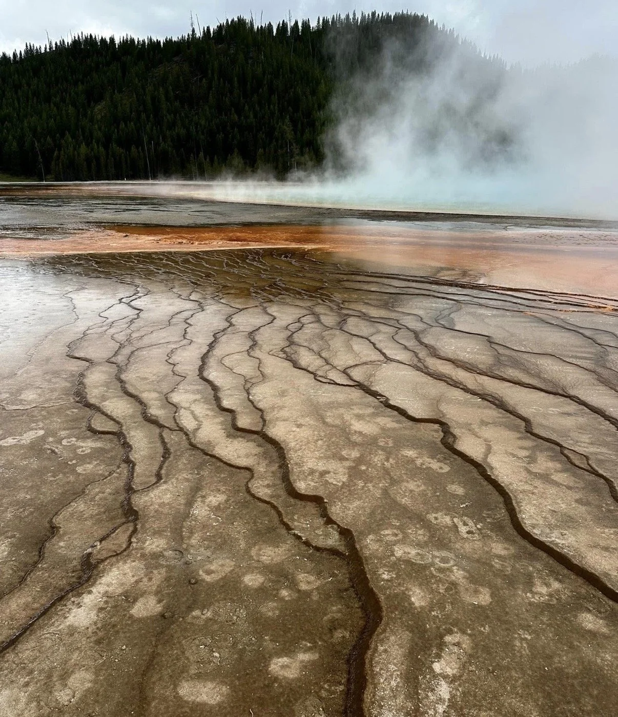 Colorful geothermal area with steaming hot springs, cracked mineral-rich ground, and a forested hillside in the background.