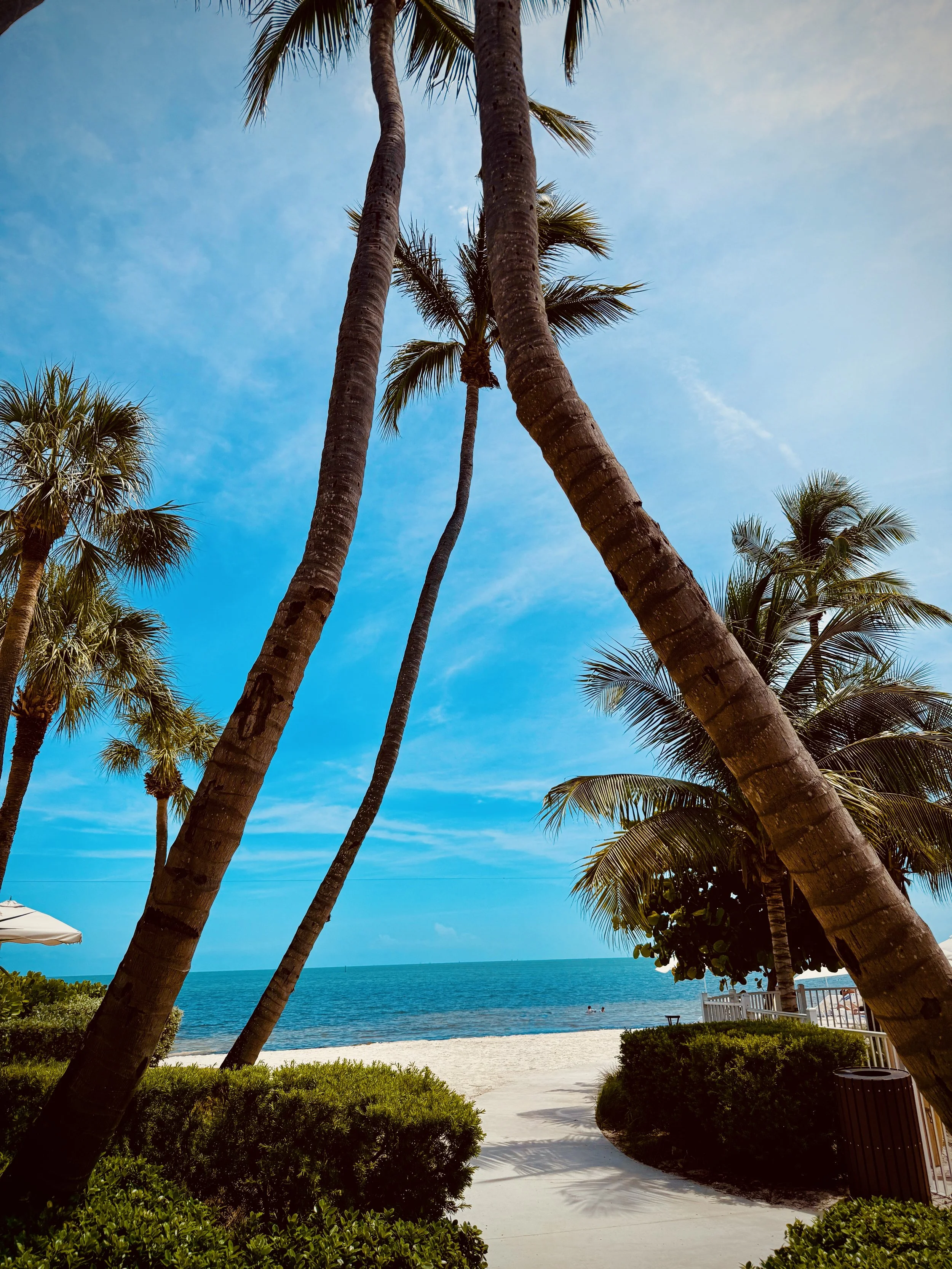 A beach scene with tall palm trees, a sandy shore, and the ocean in the background under a blue sky with some clouds.