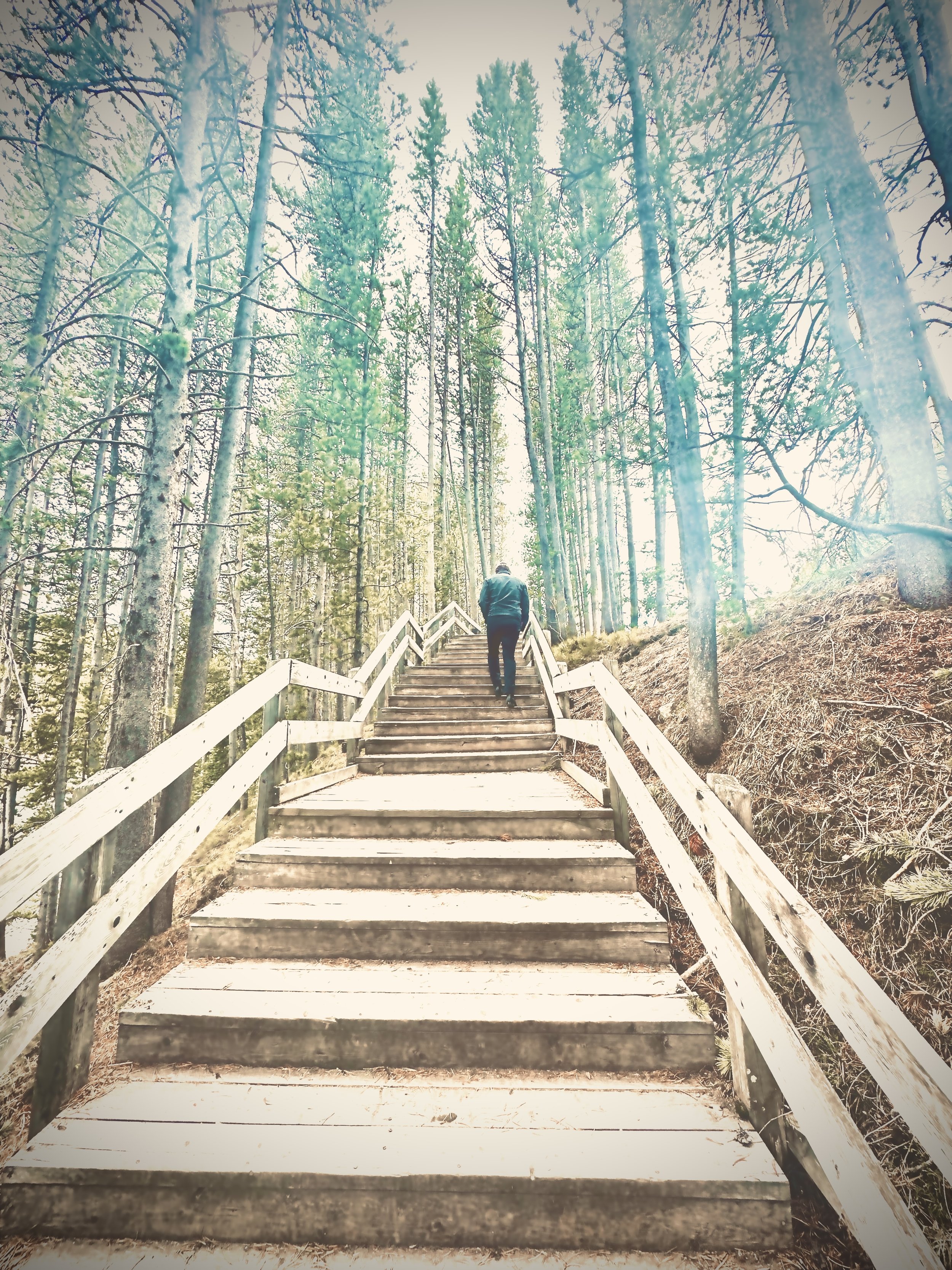 A person walking up a wooden staircase through a forest with tall pine trees and sunlight filtering through the branches.