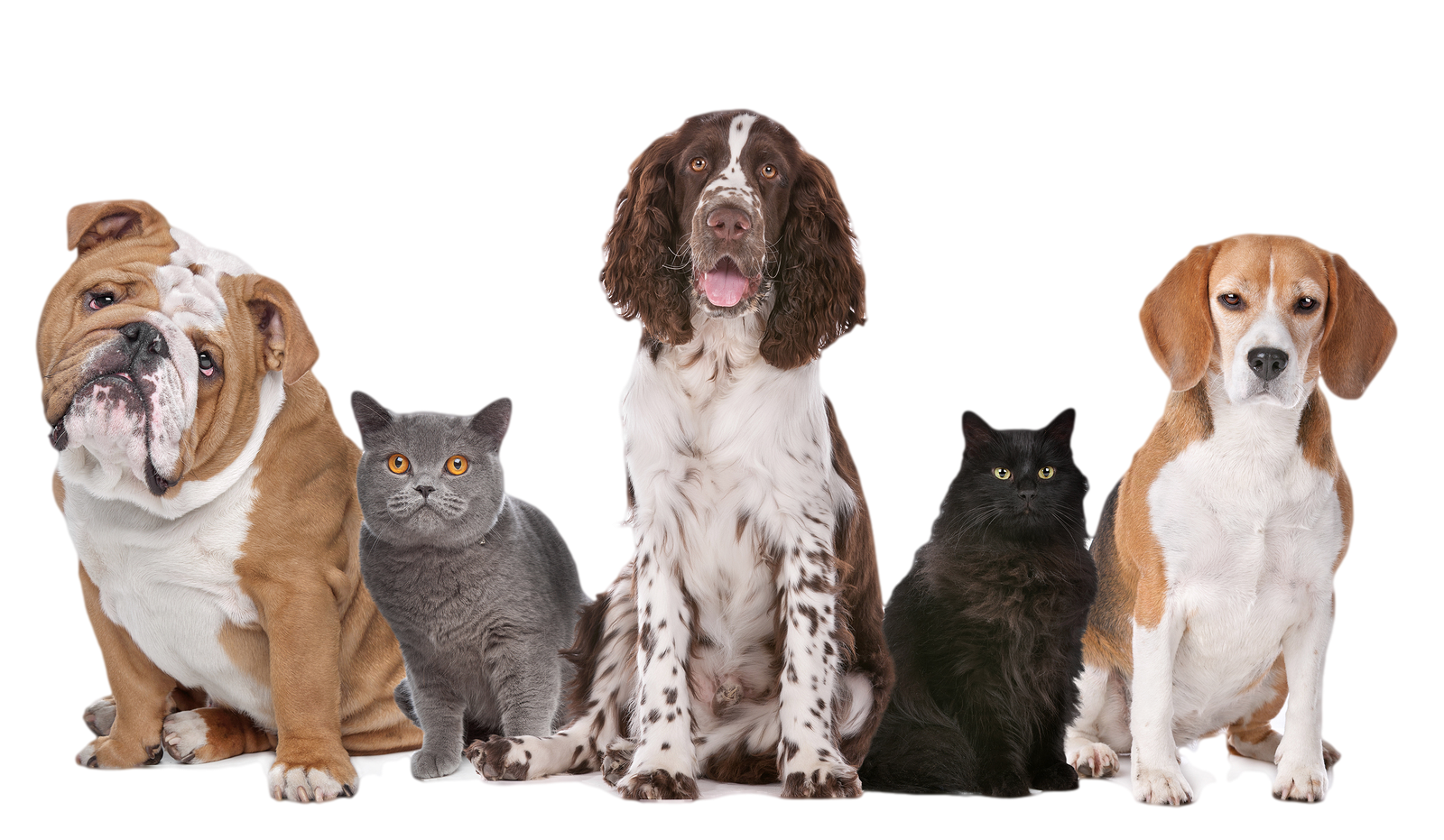 A group of five animals, including an English Bulldog, gray cat, Springer Spaniel, black cat, and Beagle, sitting on a white surface with colored geometric shapes in the background.