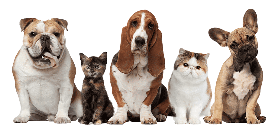 Group of five animals with a Bulldog, tortoiseshell cat, Basset Hound, Scottish Fold cat, and French Bulldog sitting on a black background.