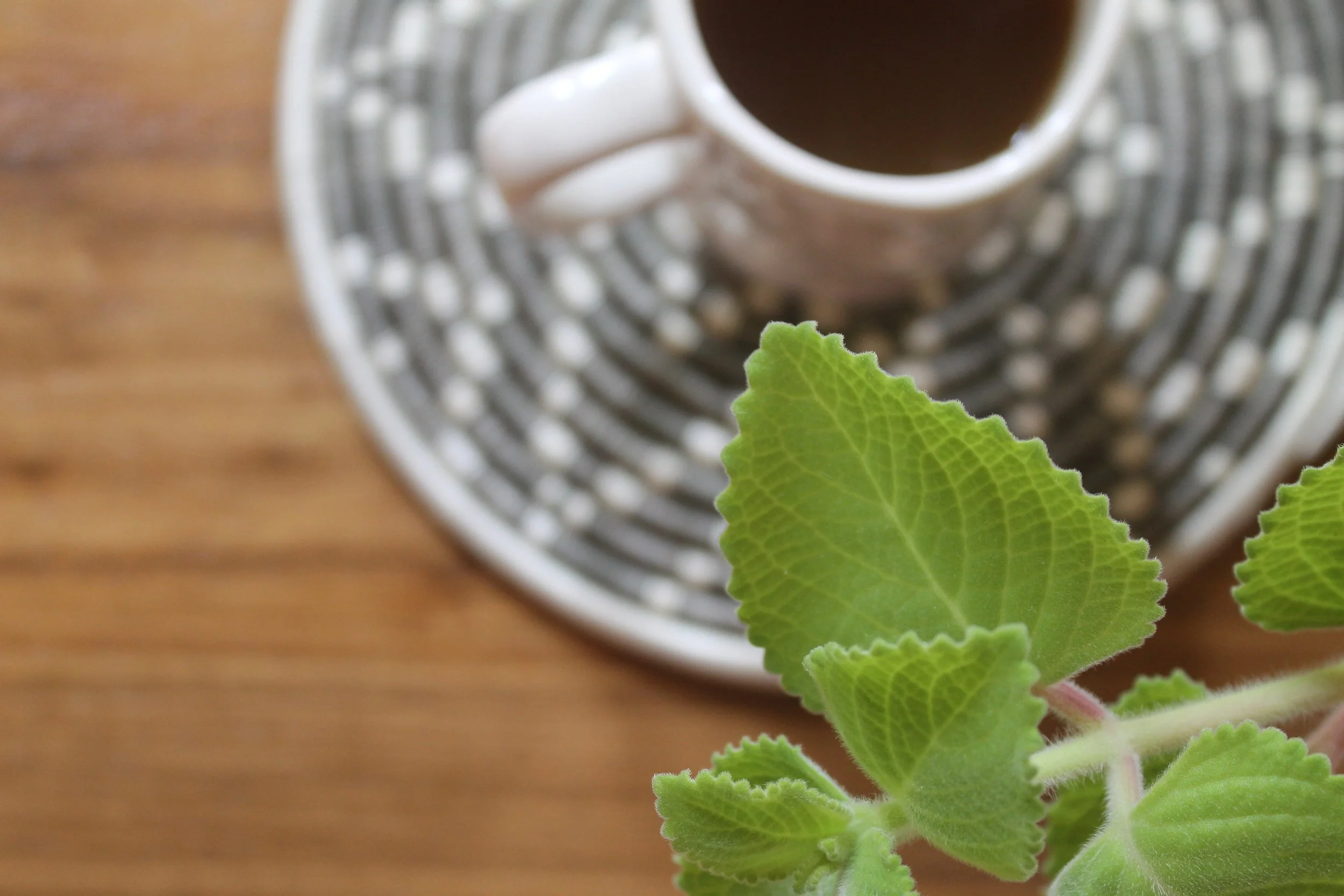 mint, meridian institute for naturopathic therapies, herbal tea, herbal medicine, wellness, healing, naturopathic therapies