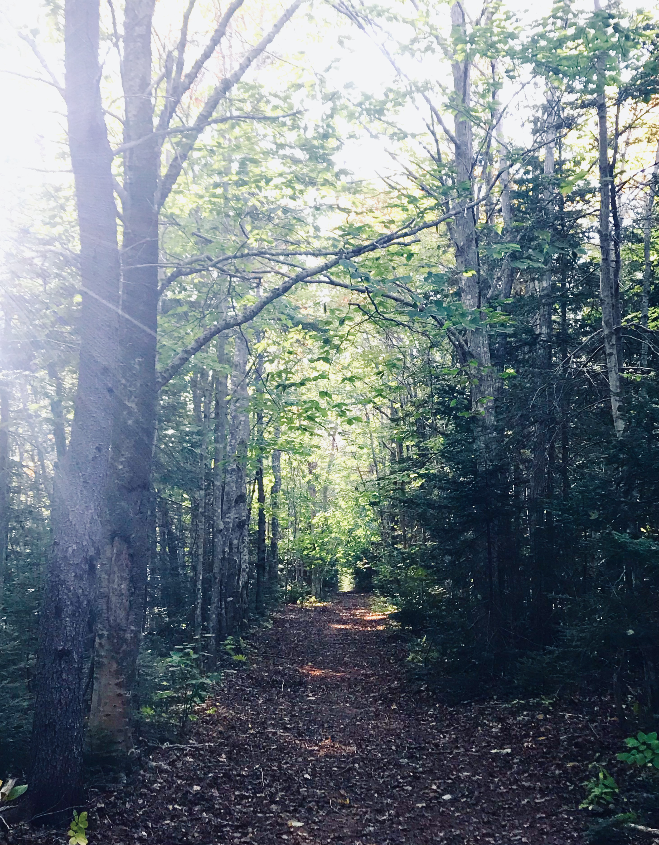 Sunlit forest trail winding through dense trees and leafy woodland