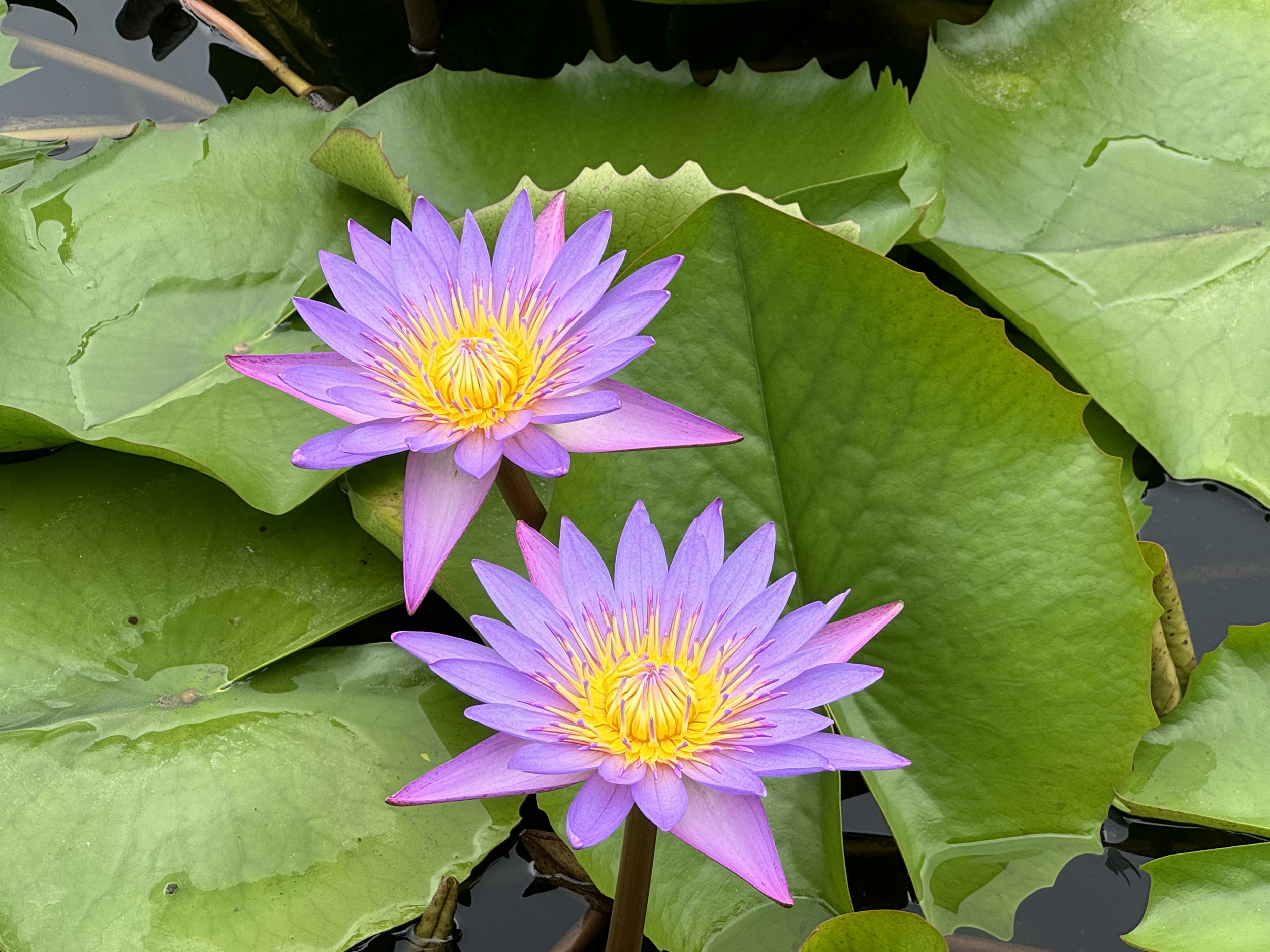 Two purple water lilies with yellow centers blooming among green lily pads in a pond