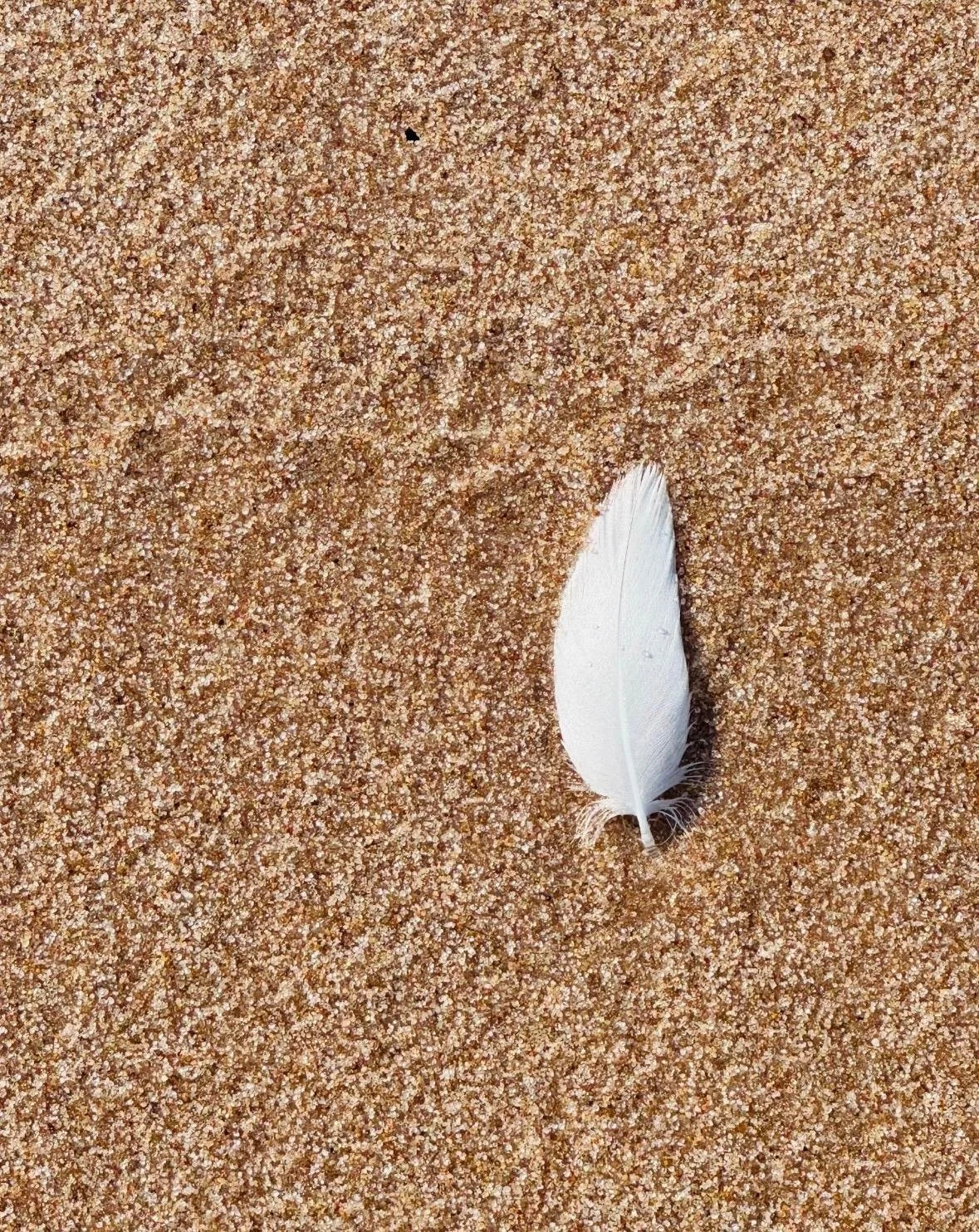 White feather lying on coarse beach sand