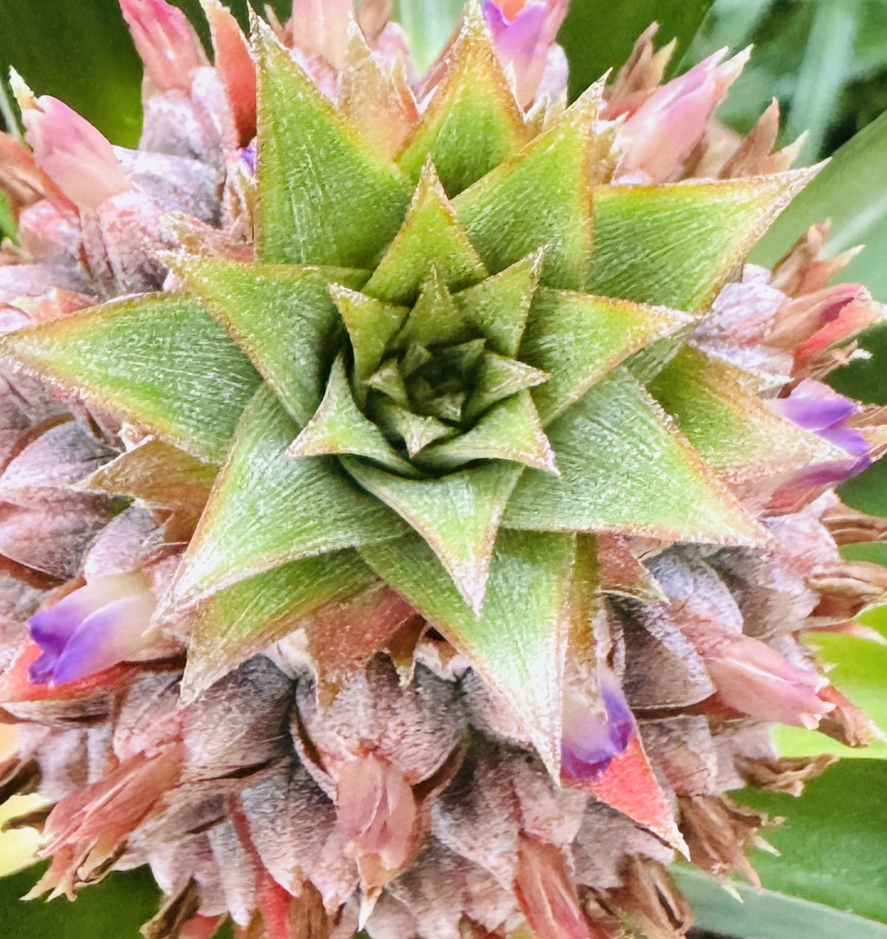 Close-up of a green star-shaped succulent rosette surrounded by pink and purple flowers