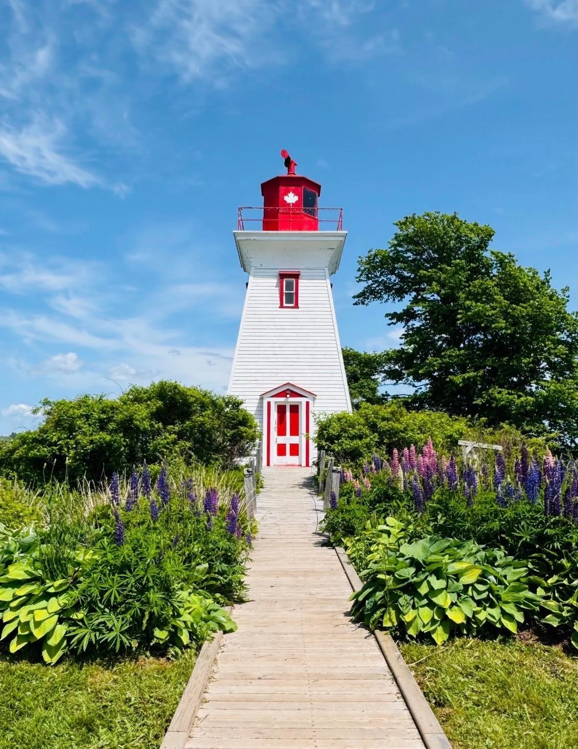 Small white-and-red Canadian lighthouse at the end of a wooden boardwalk, surrounded by lush gardens under a blue sky