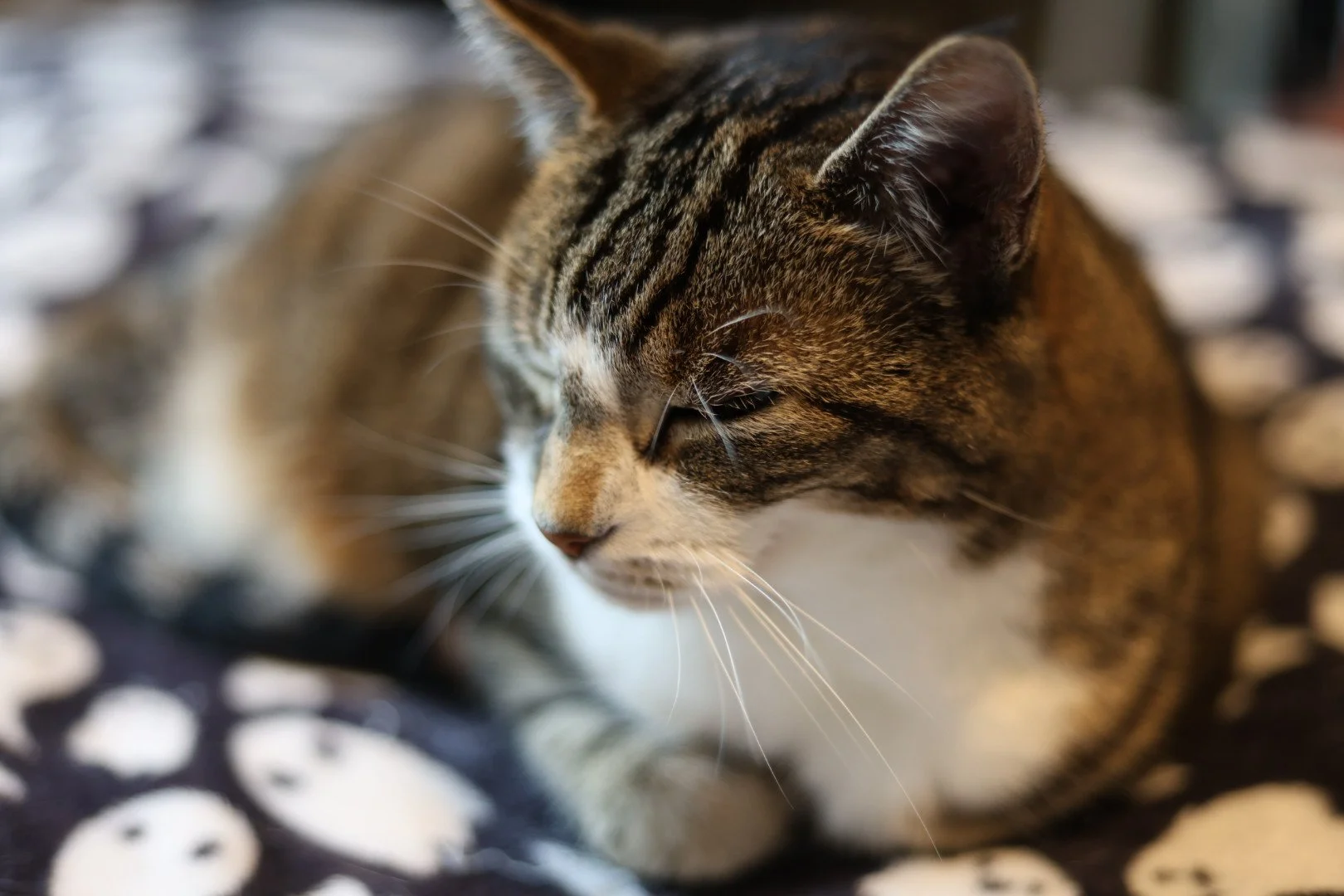 Close-up of a tabby cat with brown, black, and white fur, resting with eyes closed, on a patterned fabric surface.