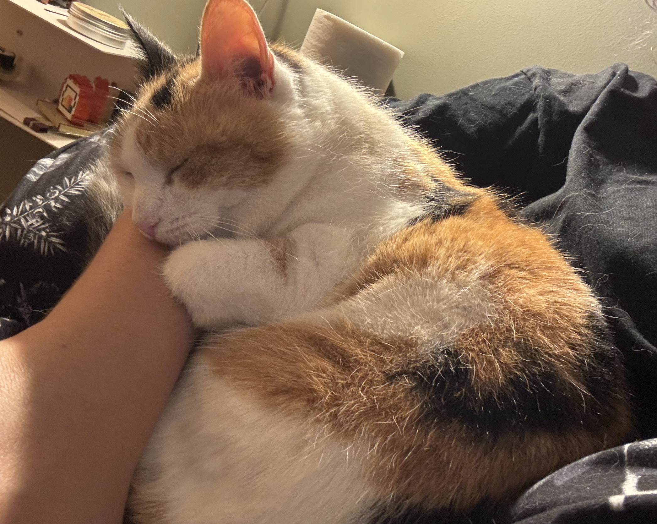 A calico cat with white, orange, and black fur sleeping peacefully, cuddling on a person's arm, with a bookshelf in the background.