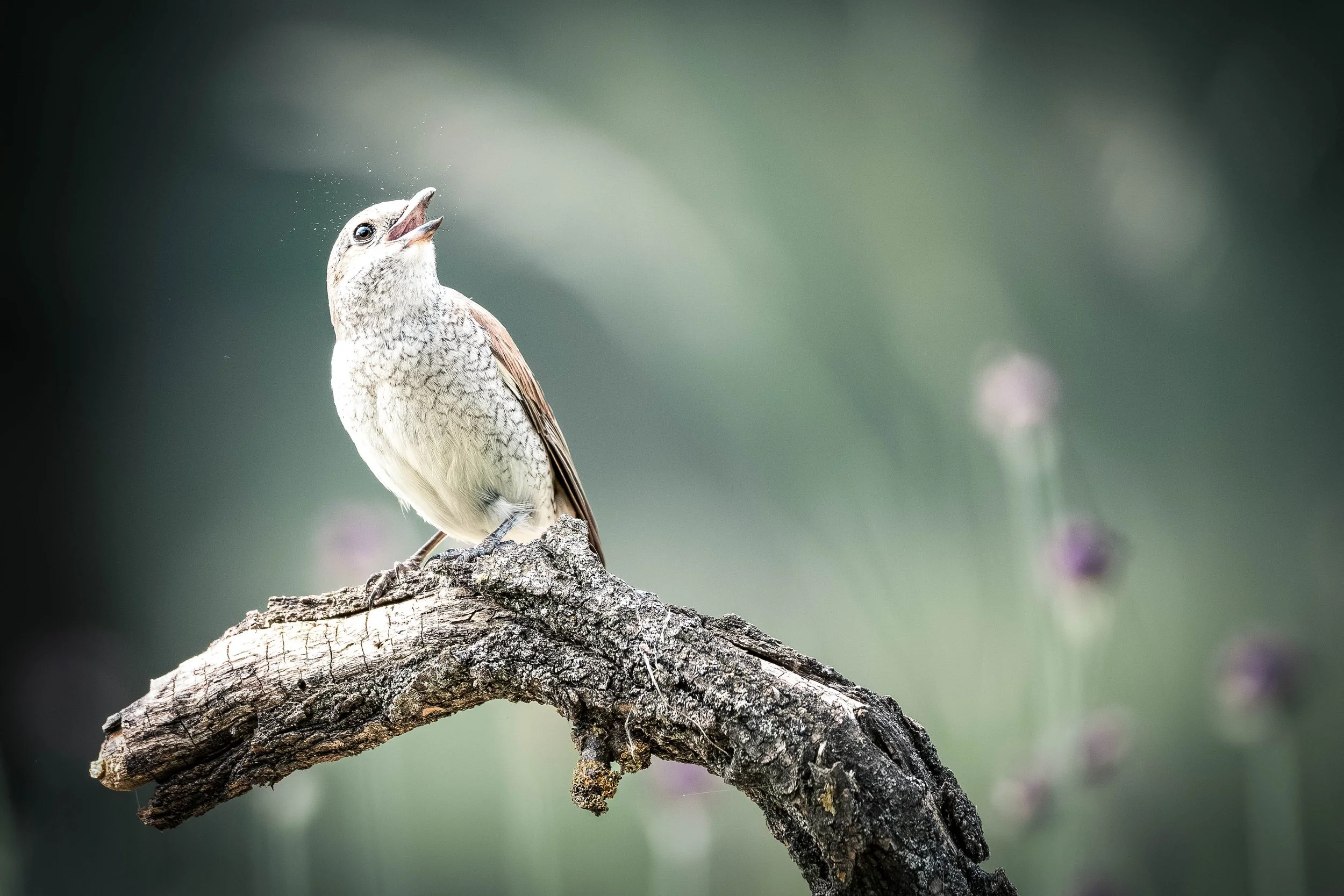 A bird perched on a tree branch, singing or calling with its beak open, against a blurred green background.