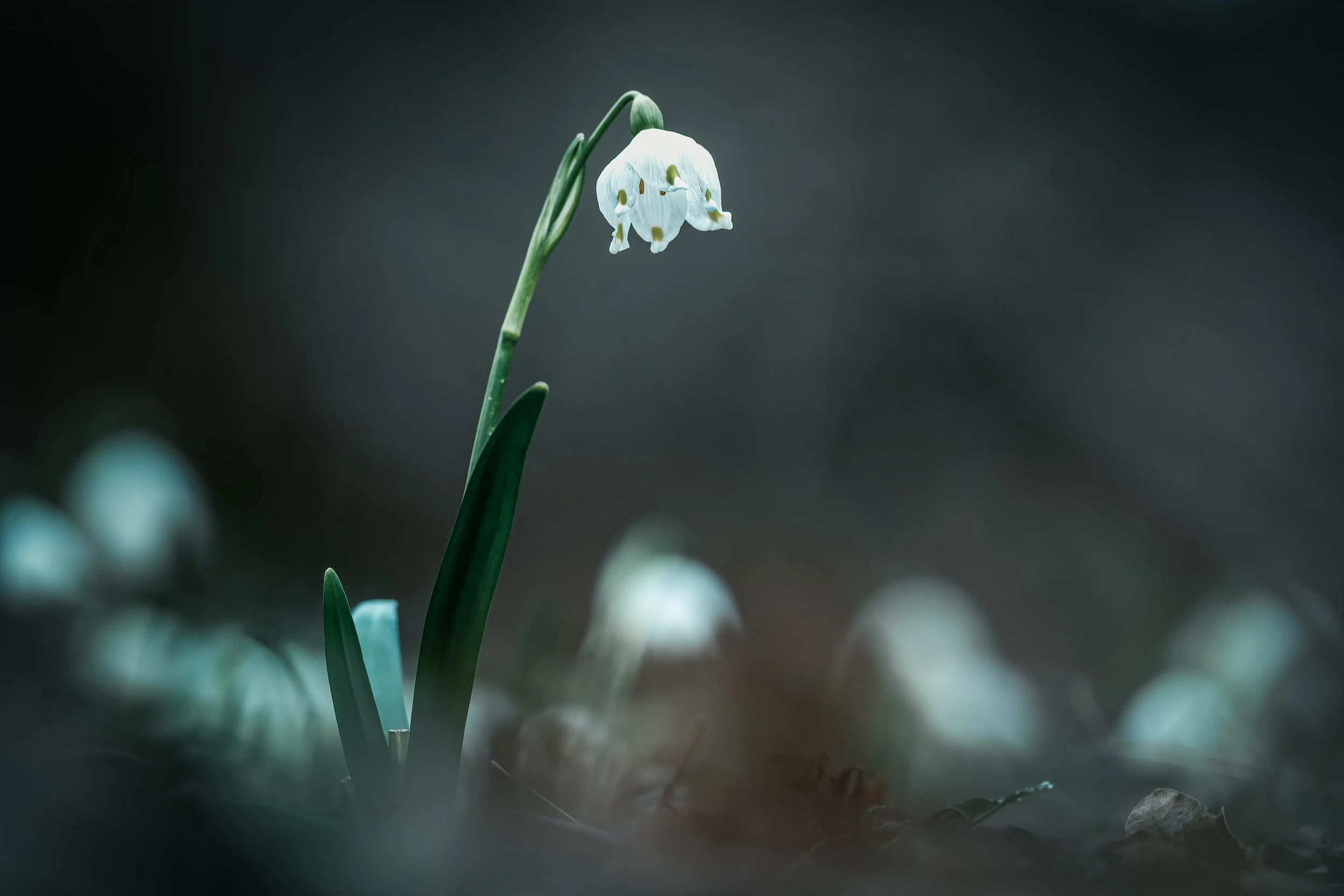 A single white snowdrop flower with green leaves against a blurred dark background.