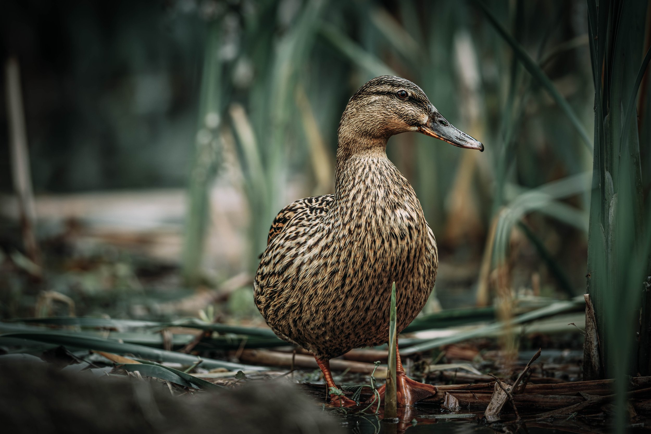 A duck standing among tall green reeds in a marshy area.