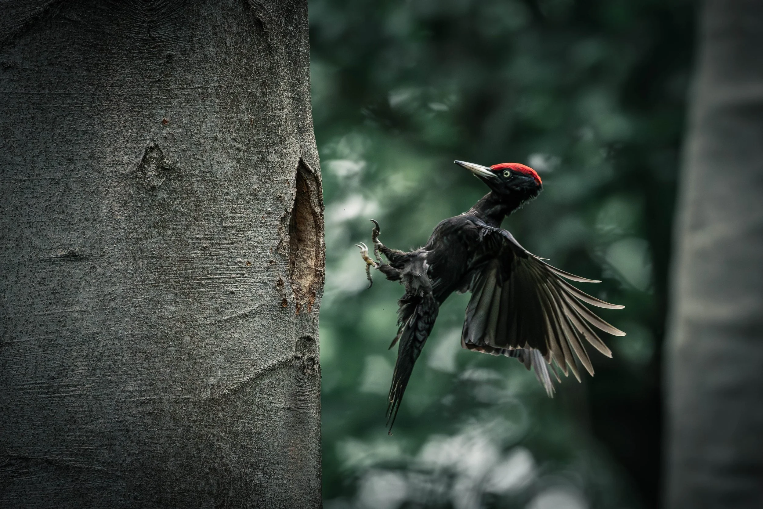 A woodpecker with a red crown pecking at a tree trunk in a forest.